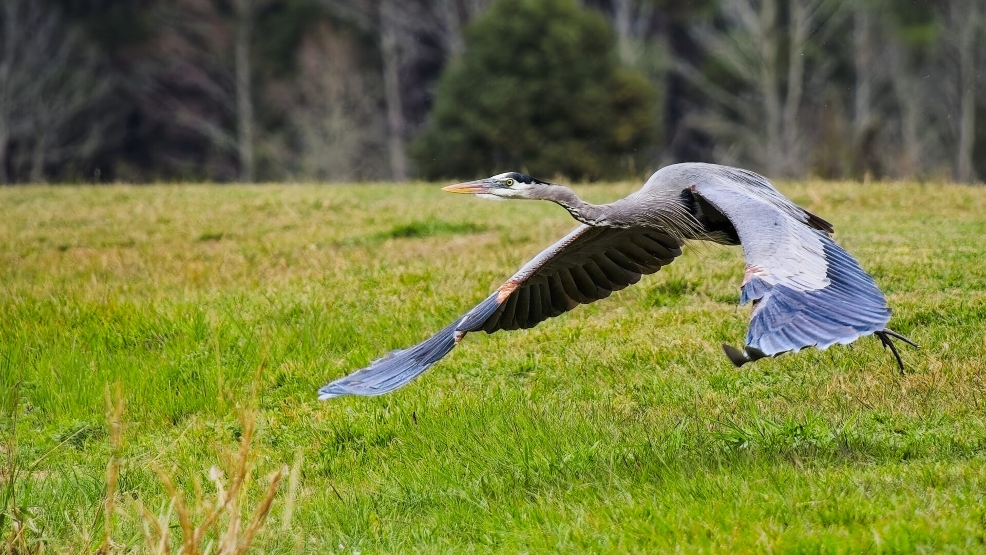 Great Blue Heron Departs for EVEN greener pastures.