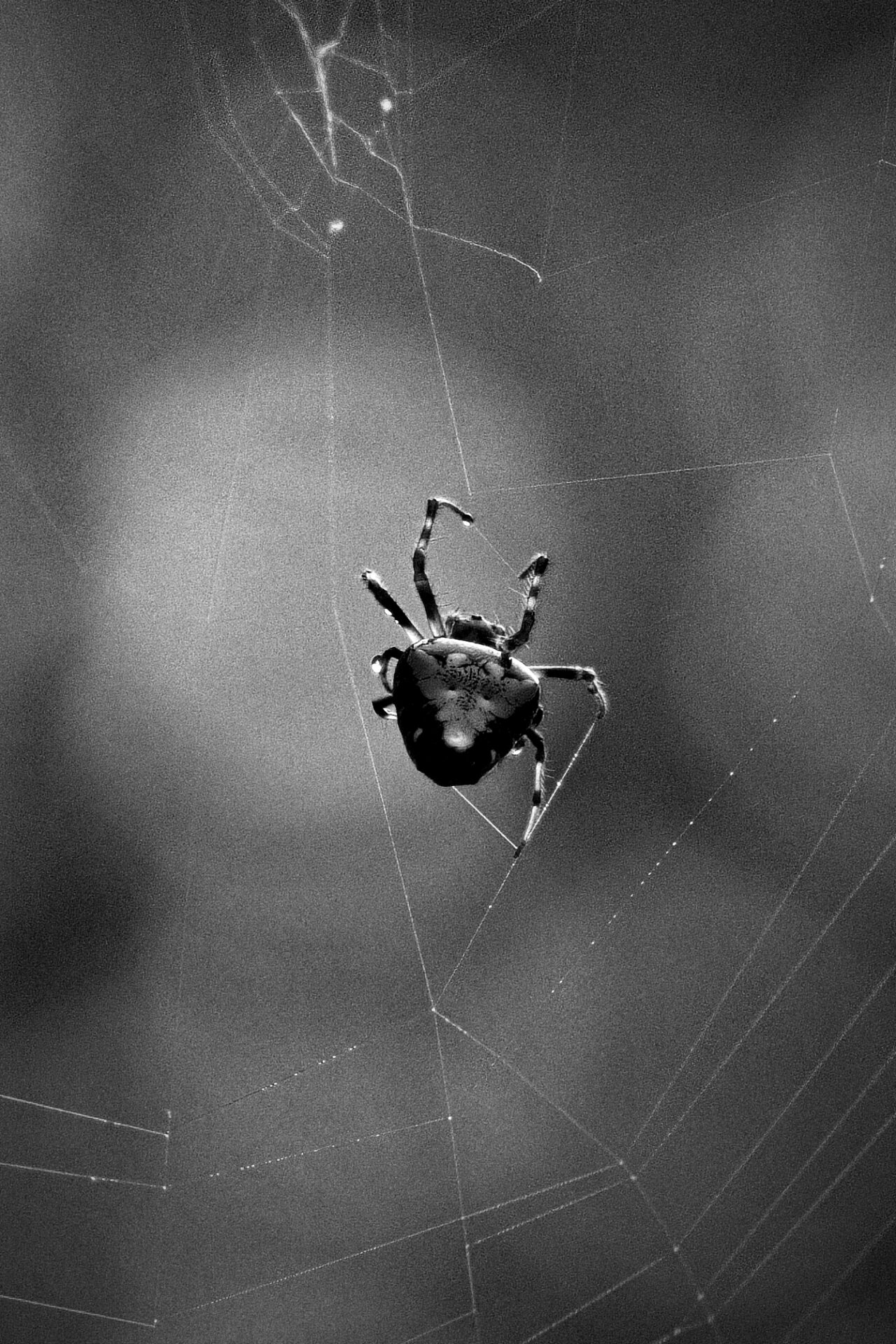 The Web of Creation