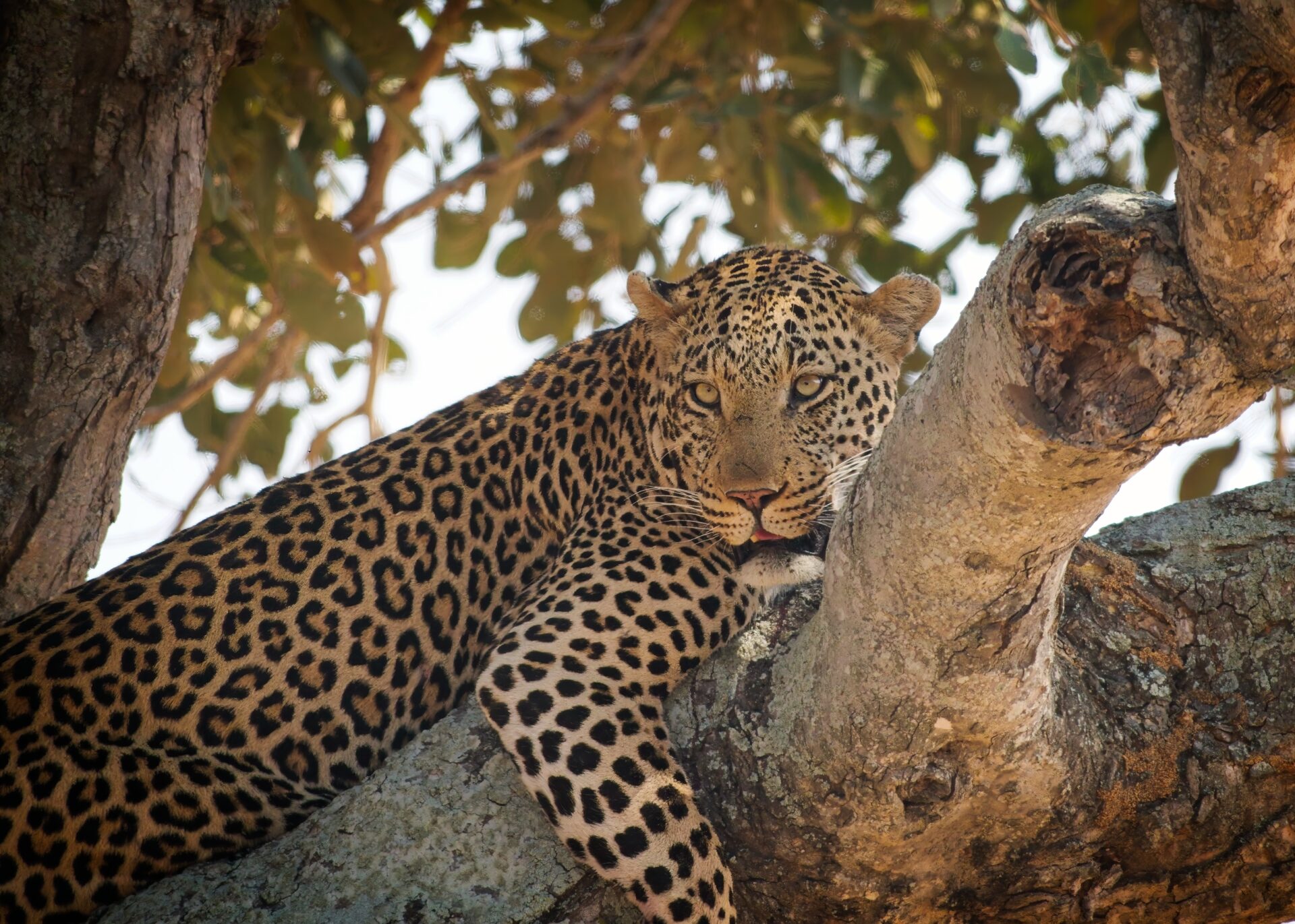 Leopard after the hunt!