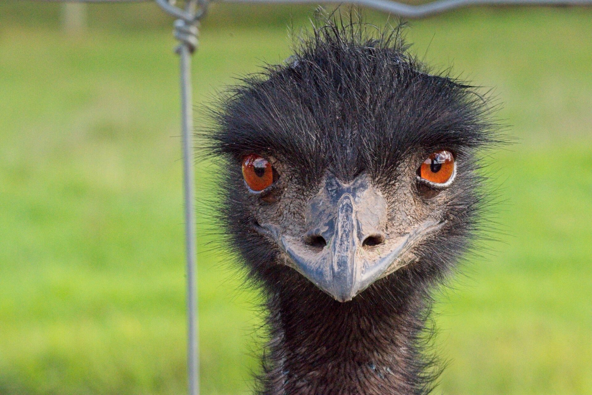 Emu Eyes