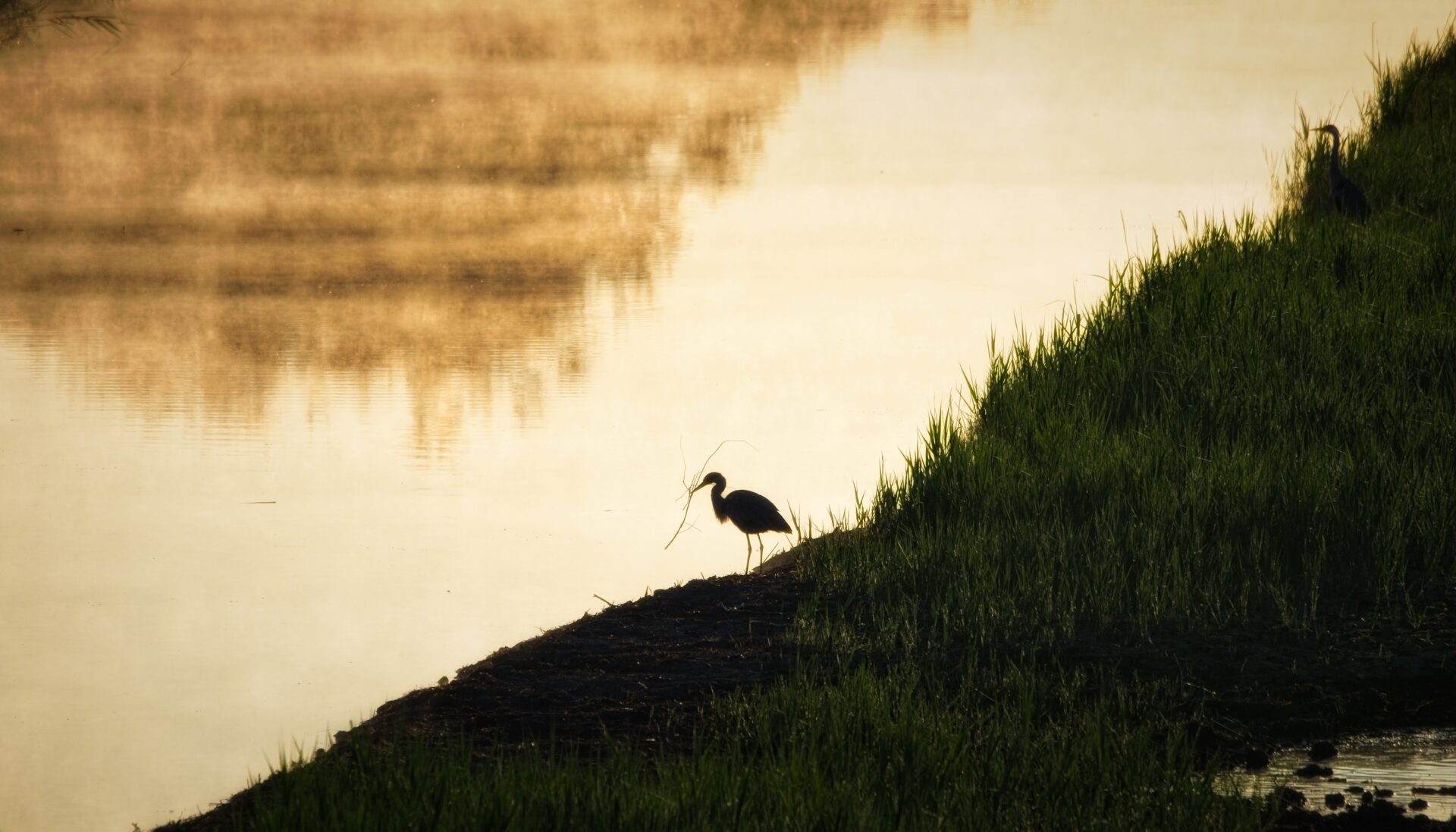 Camargue Sunrise