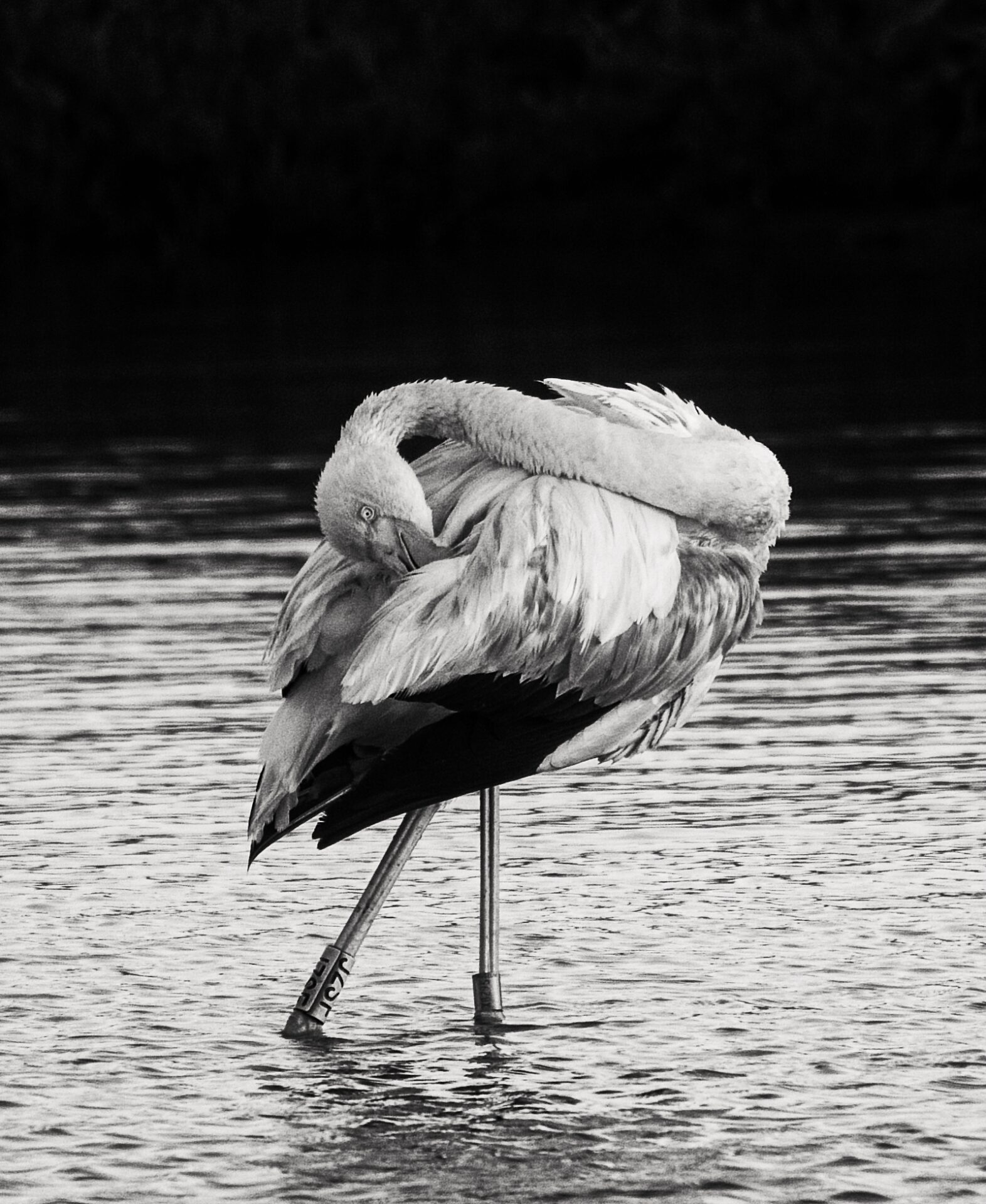 Preening Flamingo