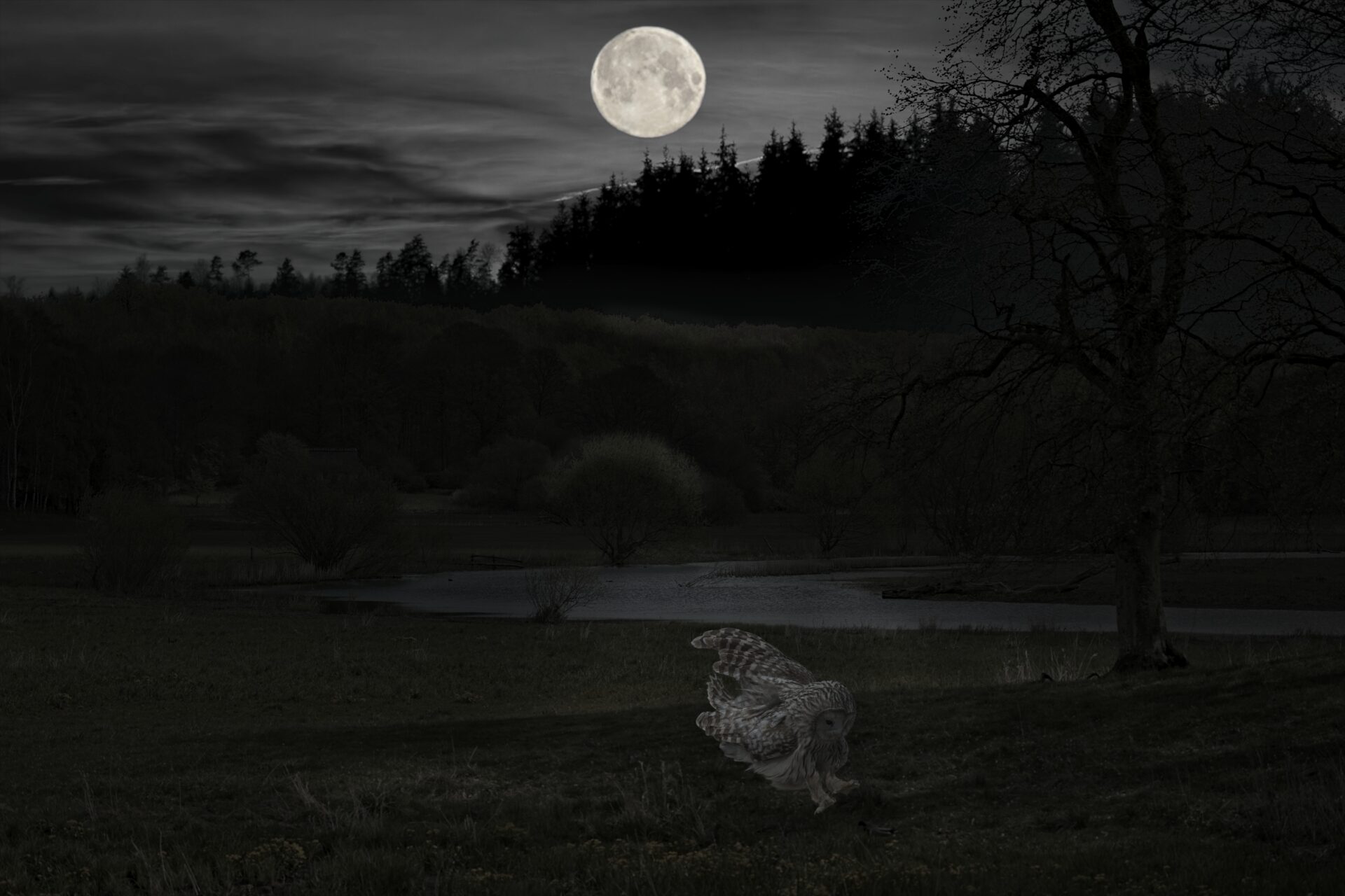 Moonlight hunting