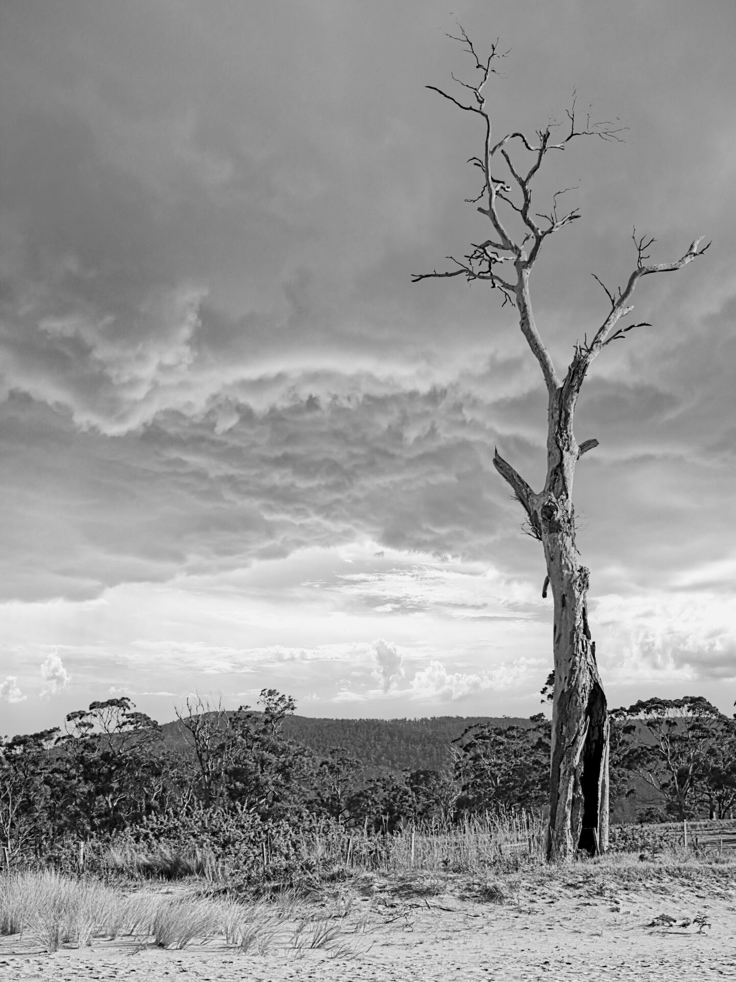 dead_tree_stormy_sky_B&W.jpg