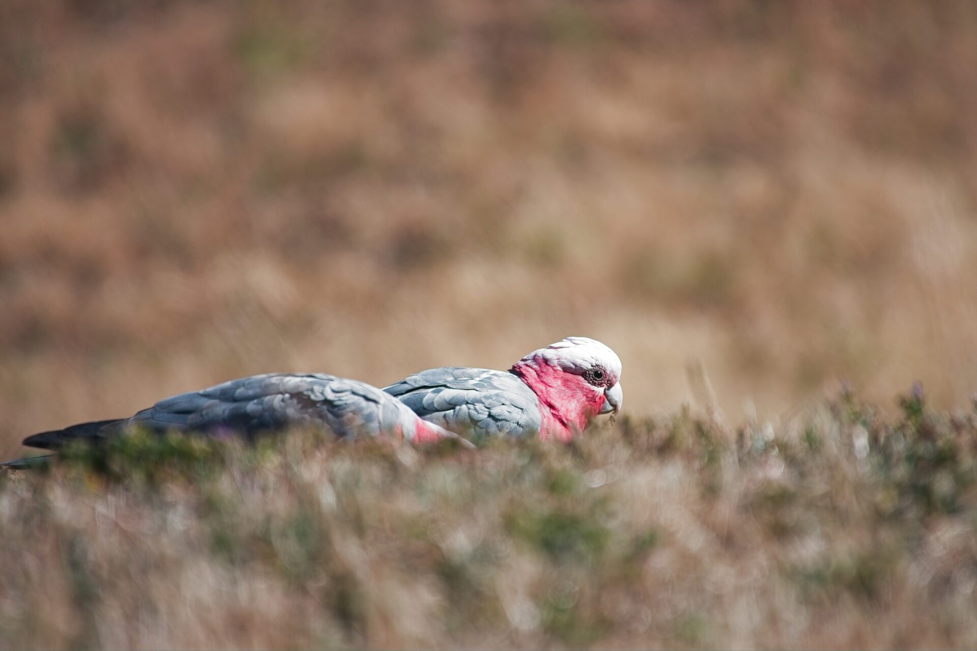 Galah.jpg