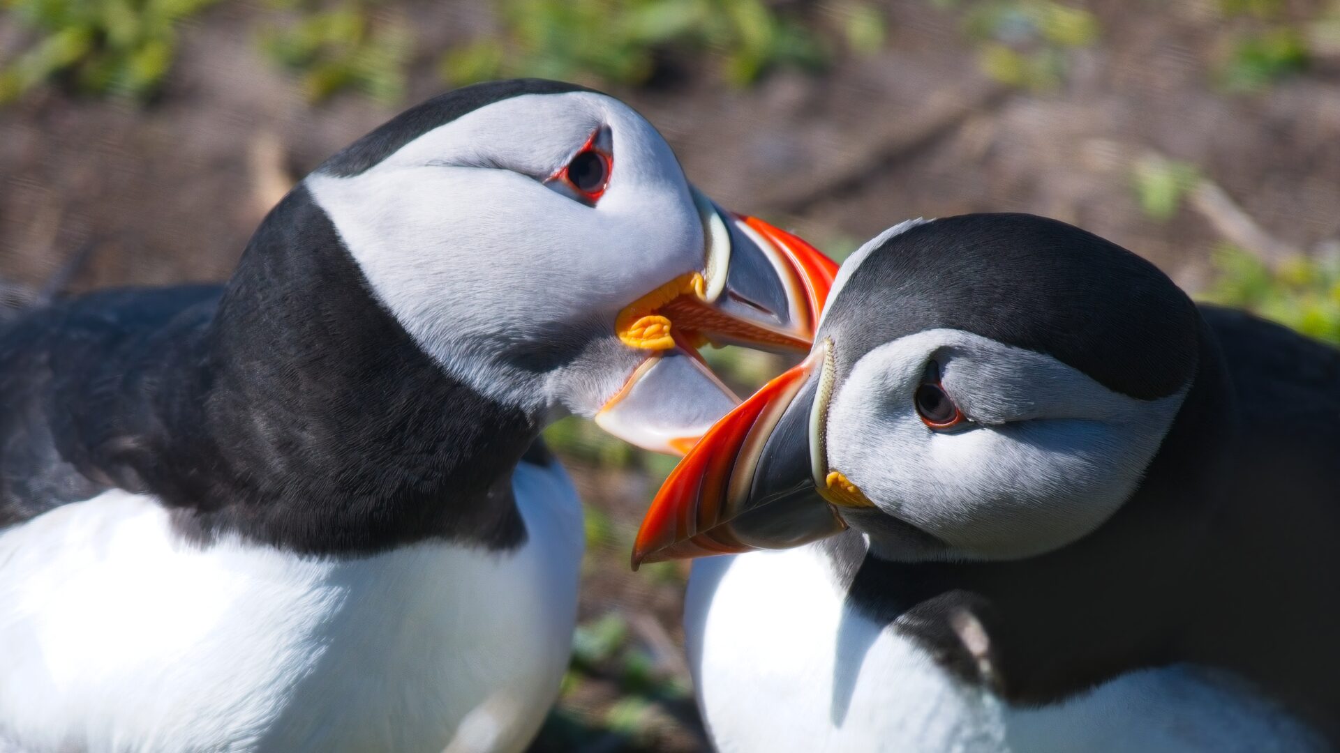 Puffins on the Inner Farne Islands, UK