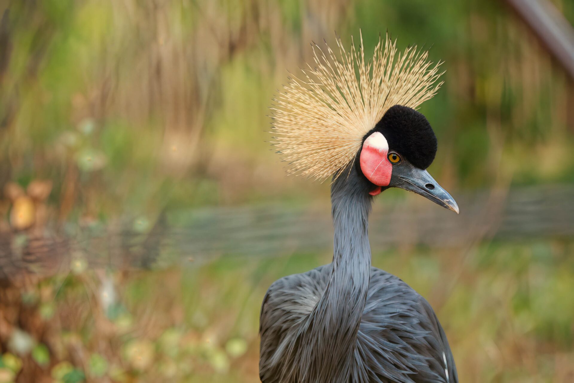 Crested Crane