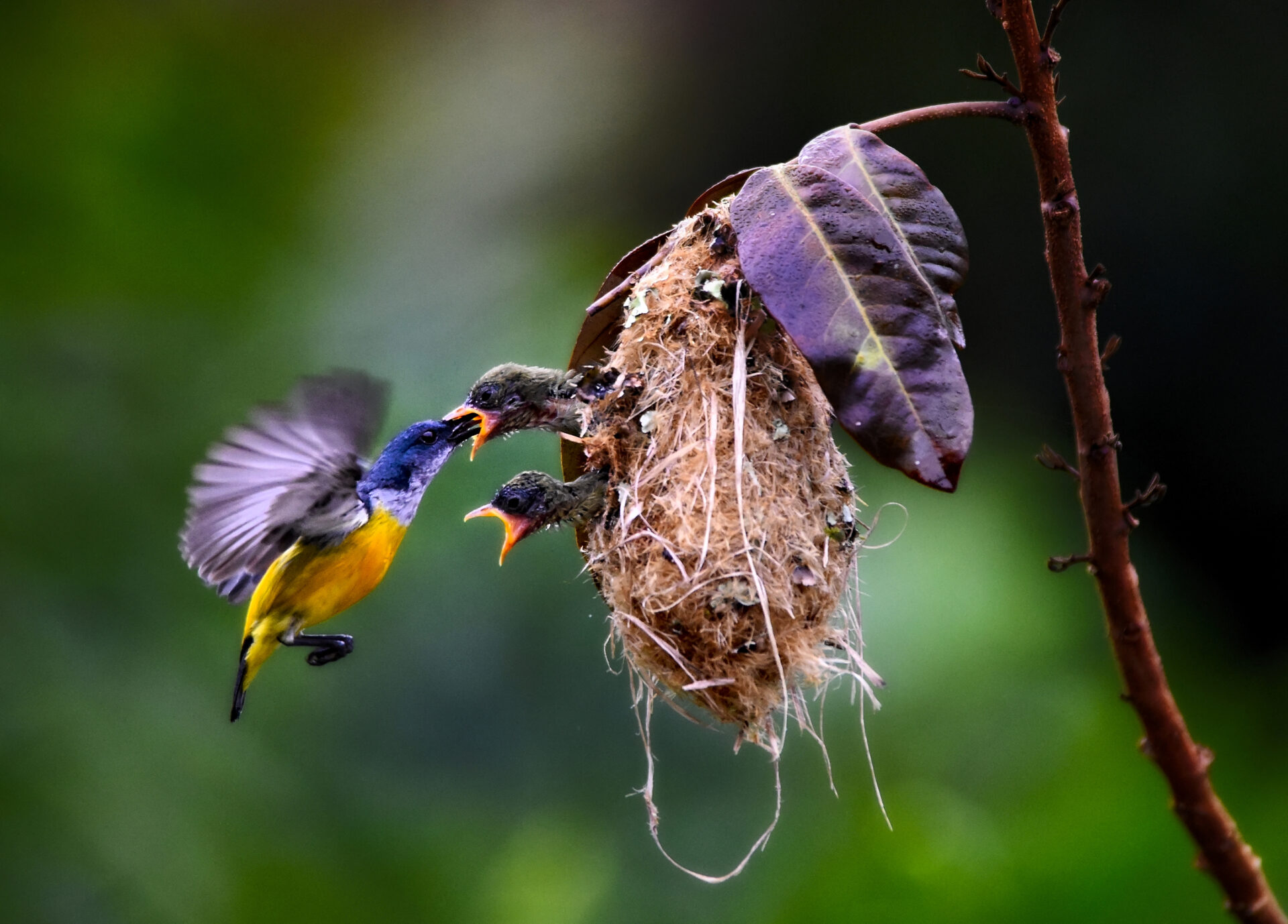 FEEDING