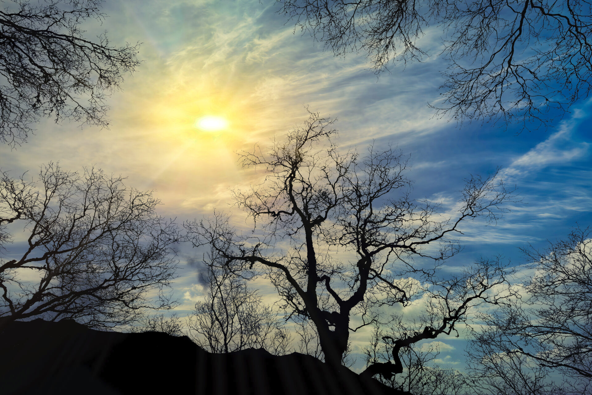 BARREN TREES