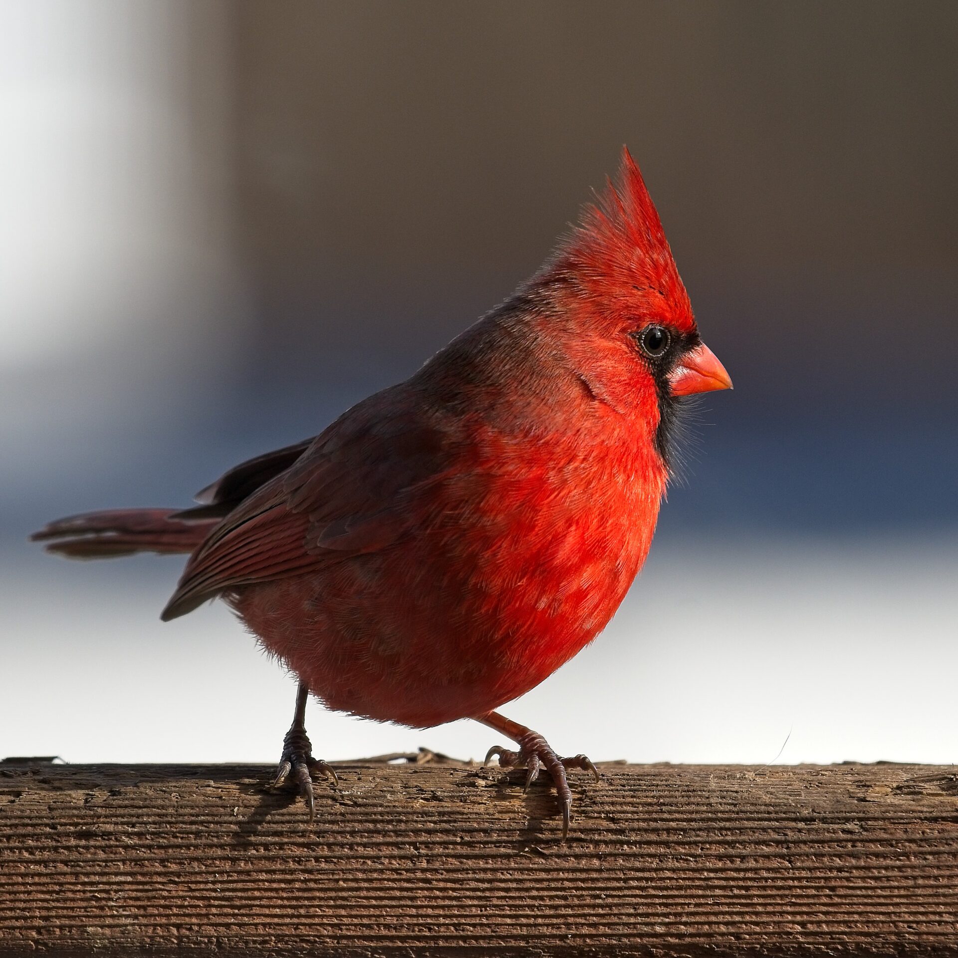Northern Cardinal