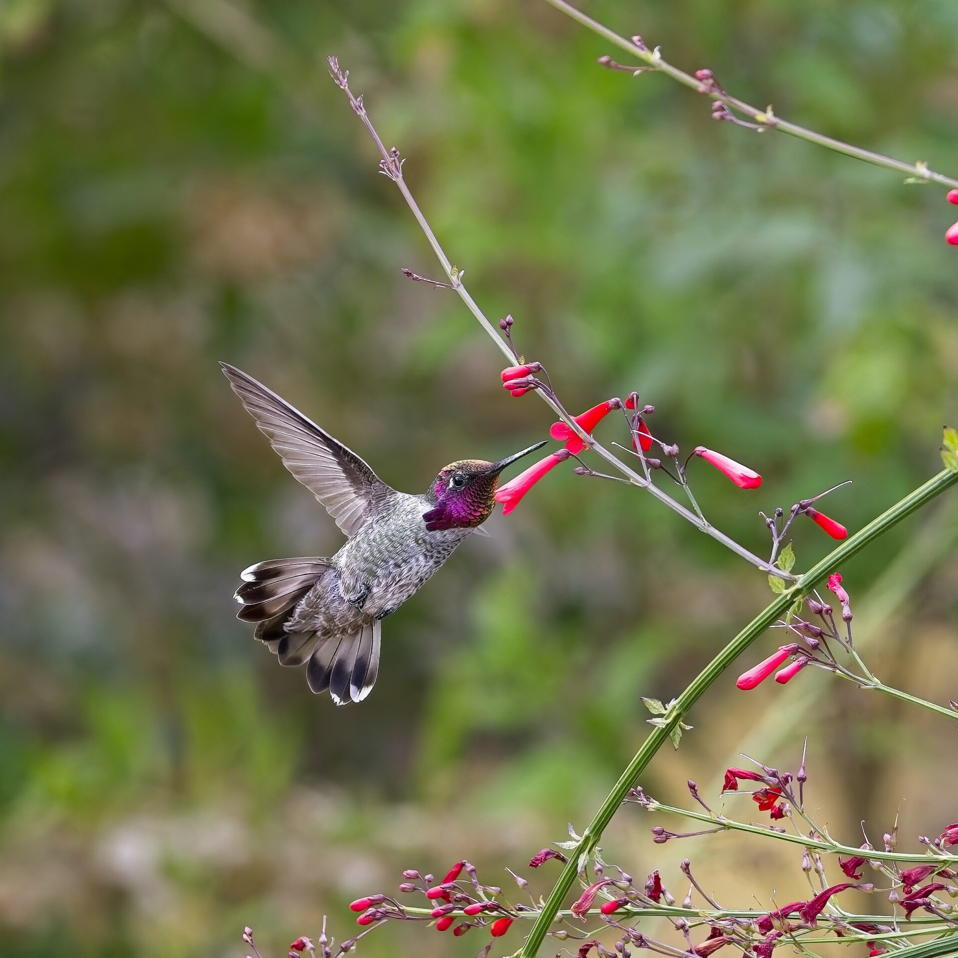 Anna’s Hummingbird
