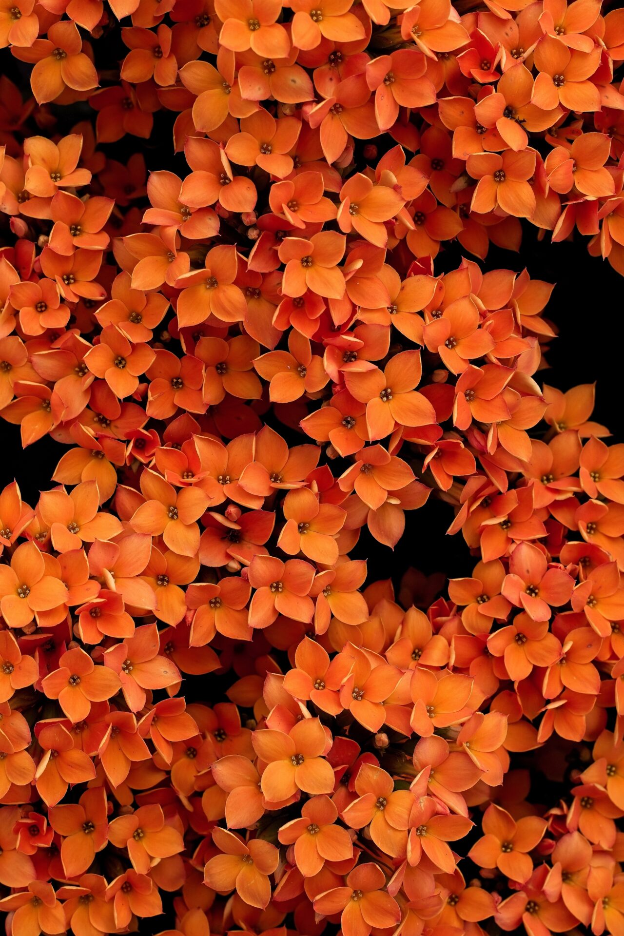 Orange Curve