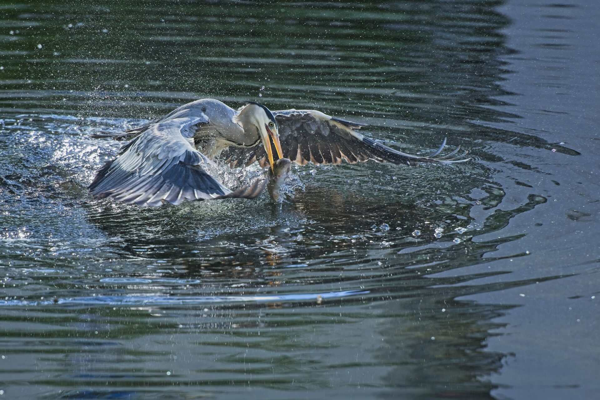 A Grey Heron Fishing