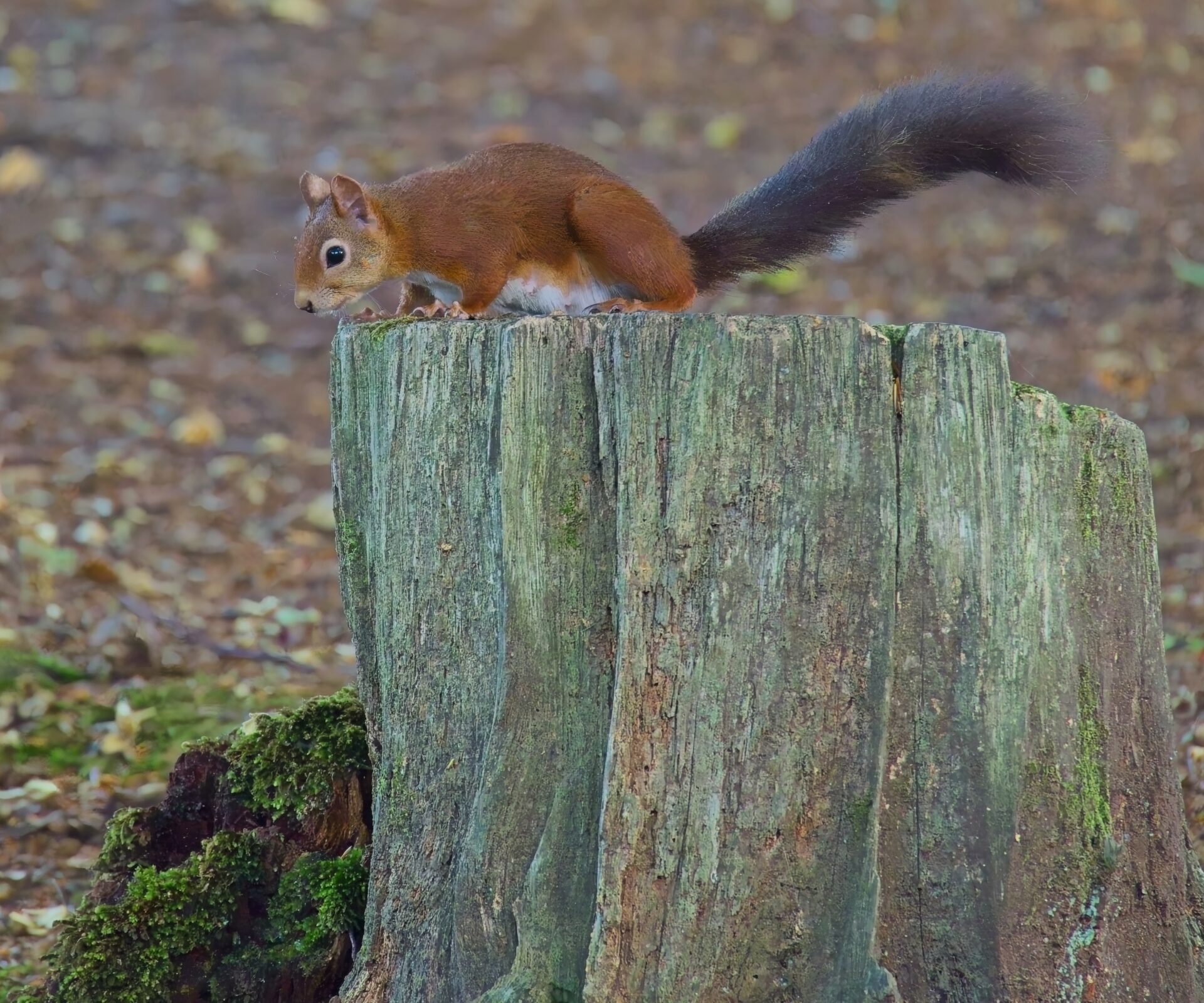 Red squirrel on Brownsea Island