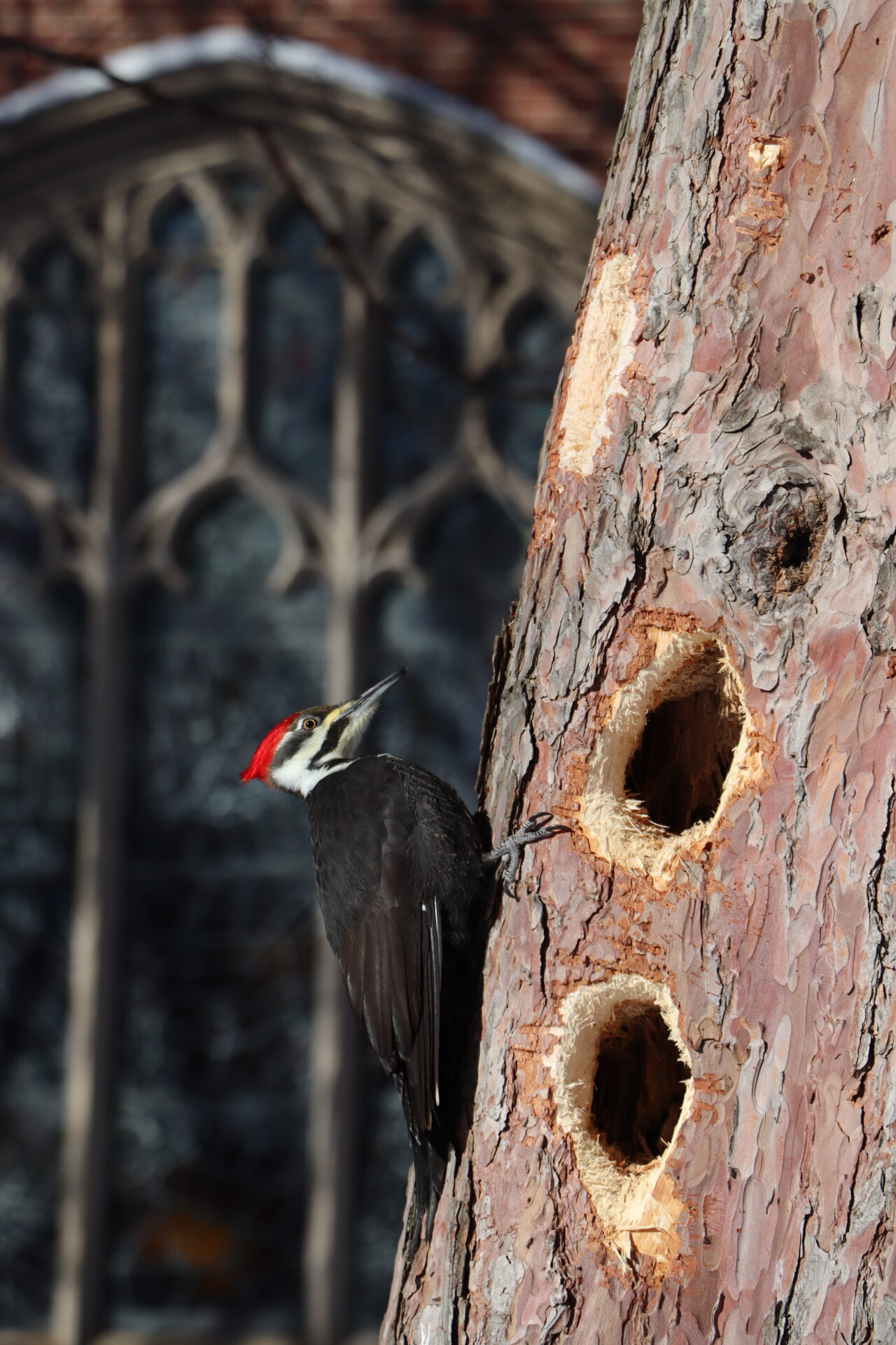 Nature as Worship