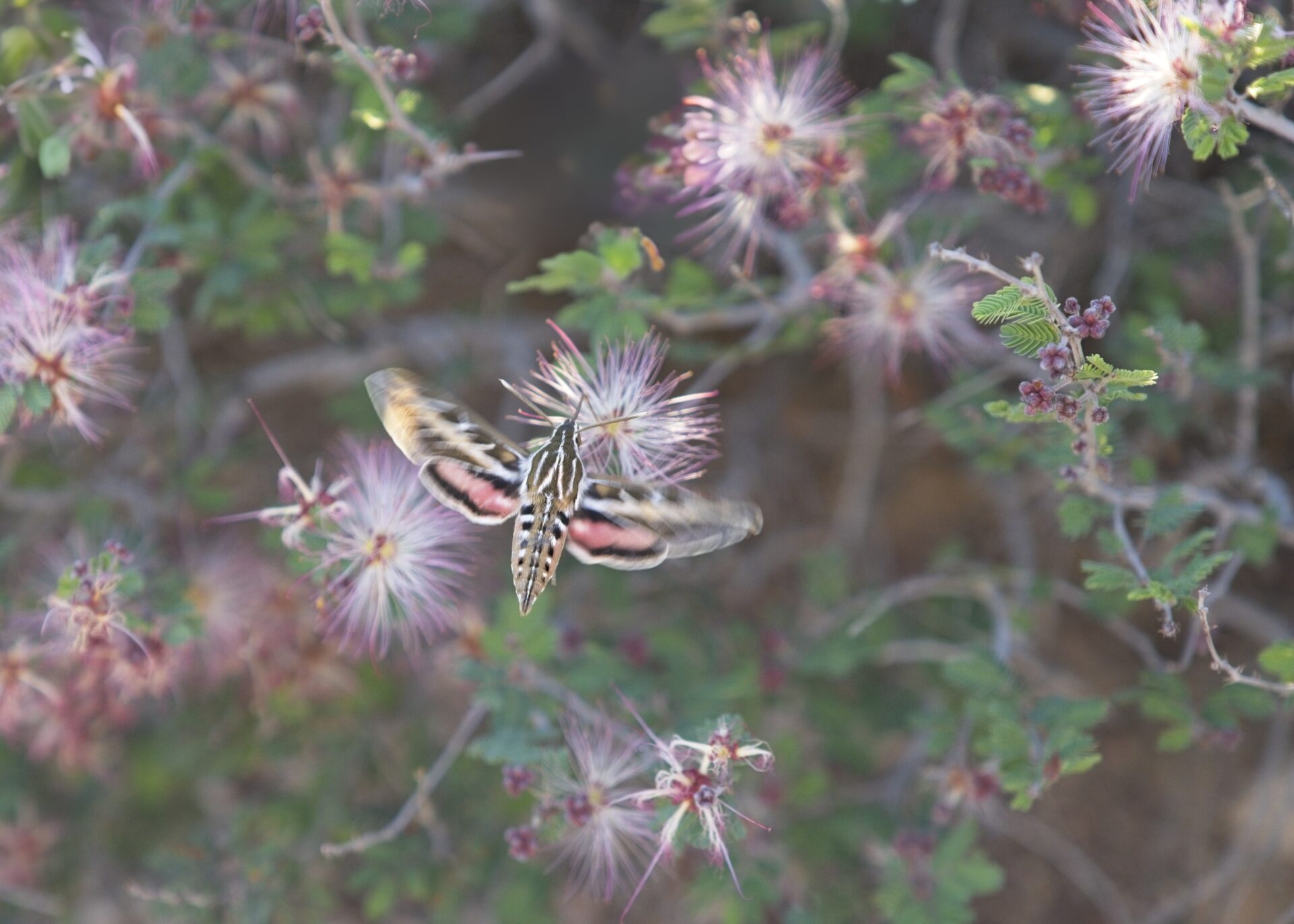 Nature’s Pastels