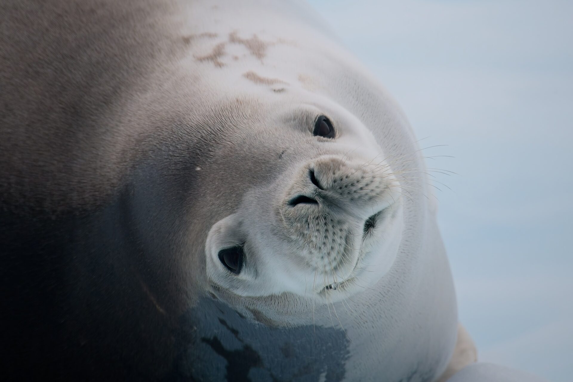 Seal the Deal