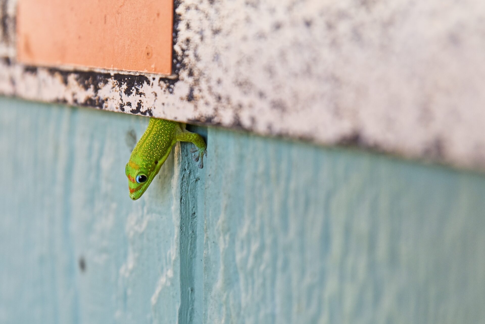 Colorful peekaboo in paradise