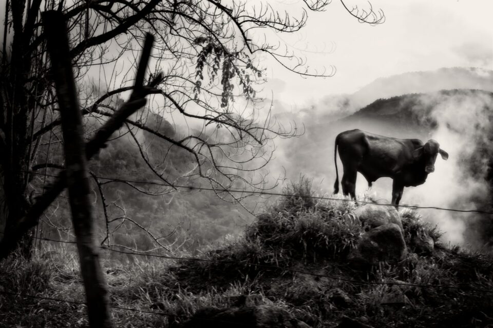 Captured on the road to Guatapé, Colombia, a lone cow stands above cloud-covered mountains in a scene Dustin describes as both eerie and sacred. Converted to black and white in ON1 with local adjustments to isolate the fog, plus Glow, Tone Enhancer, and Vignette in the Effects panel