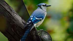 Remove Wildlife Noise Without Losing Detail