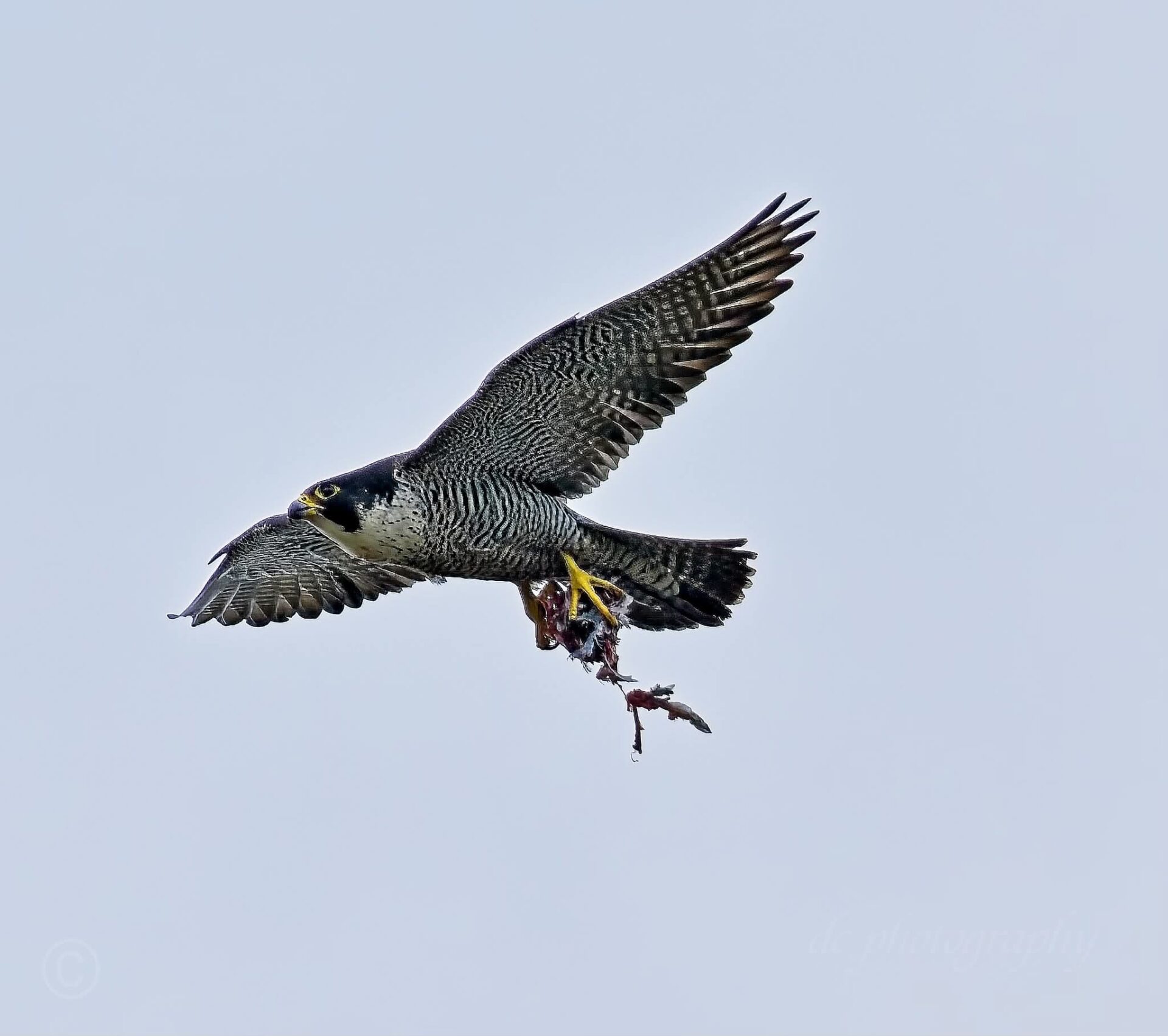 Peregrine Falcons