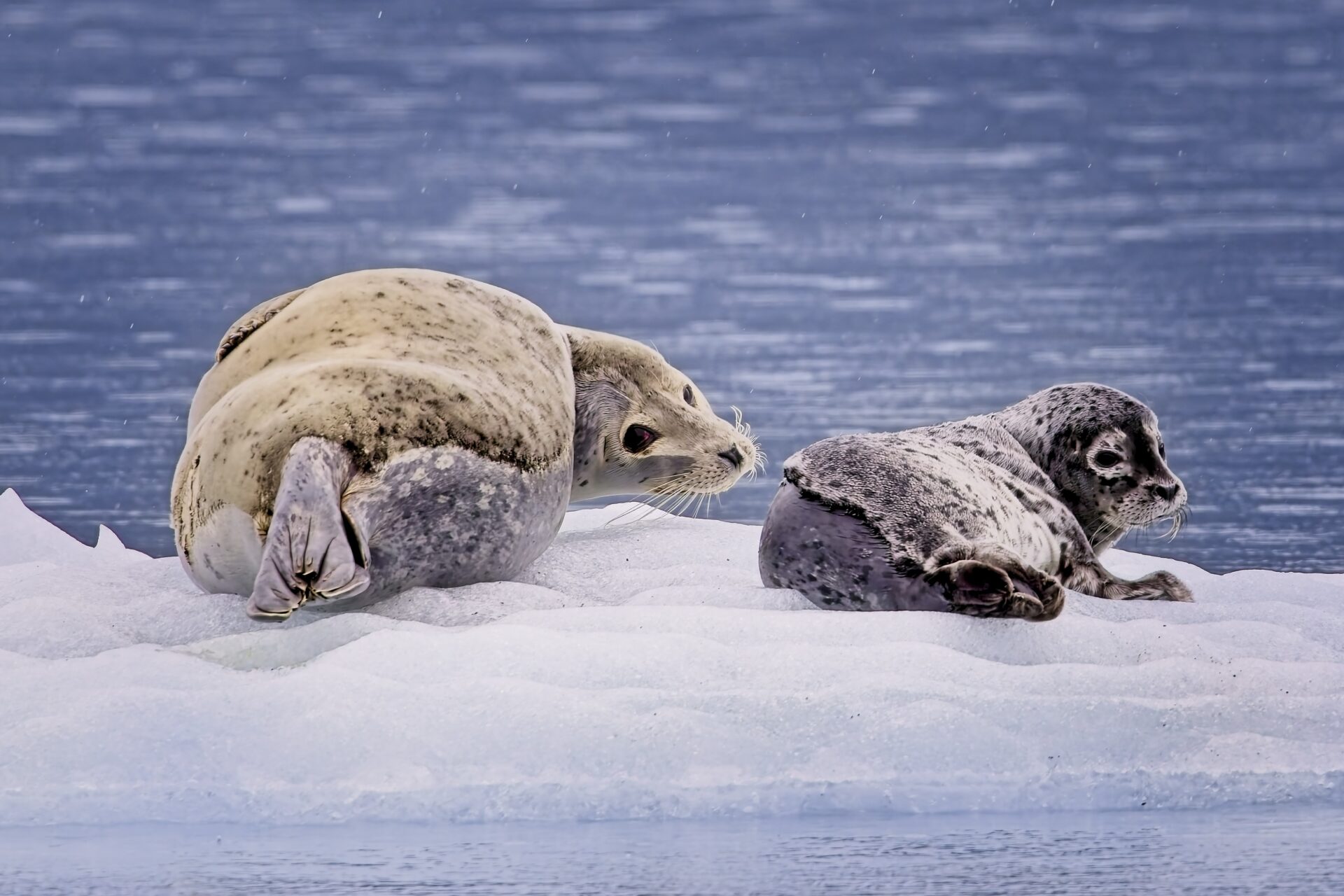 Mother seal and her baby