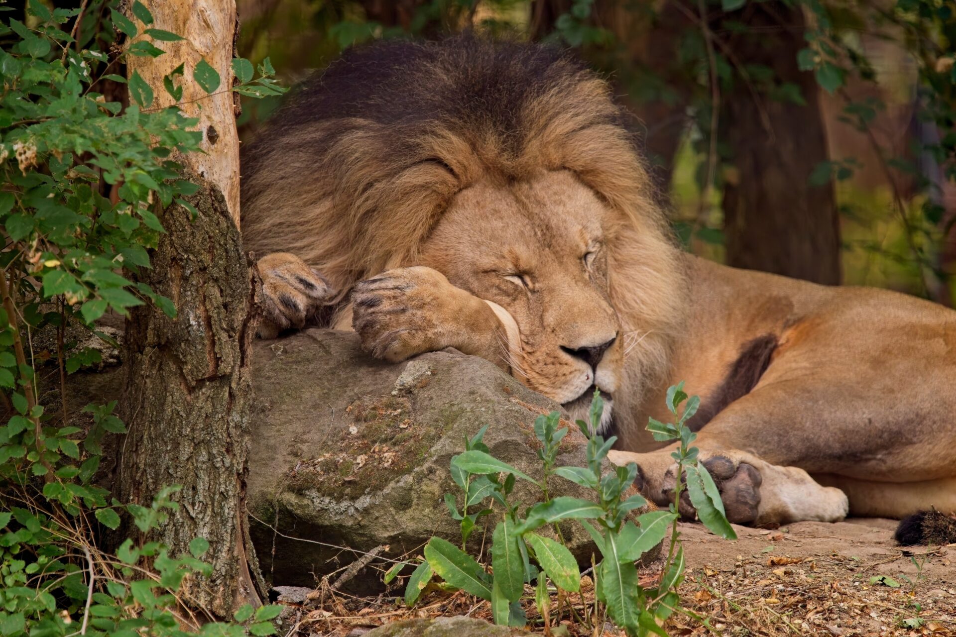 The King at rest