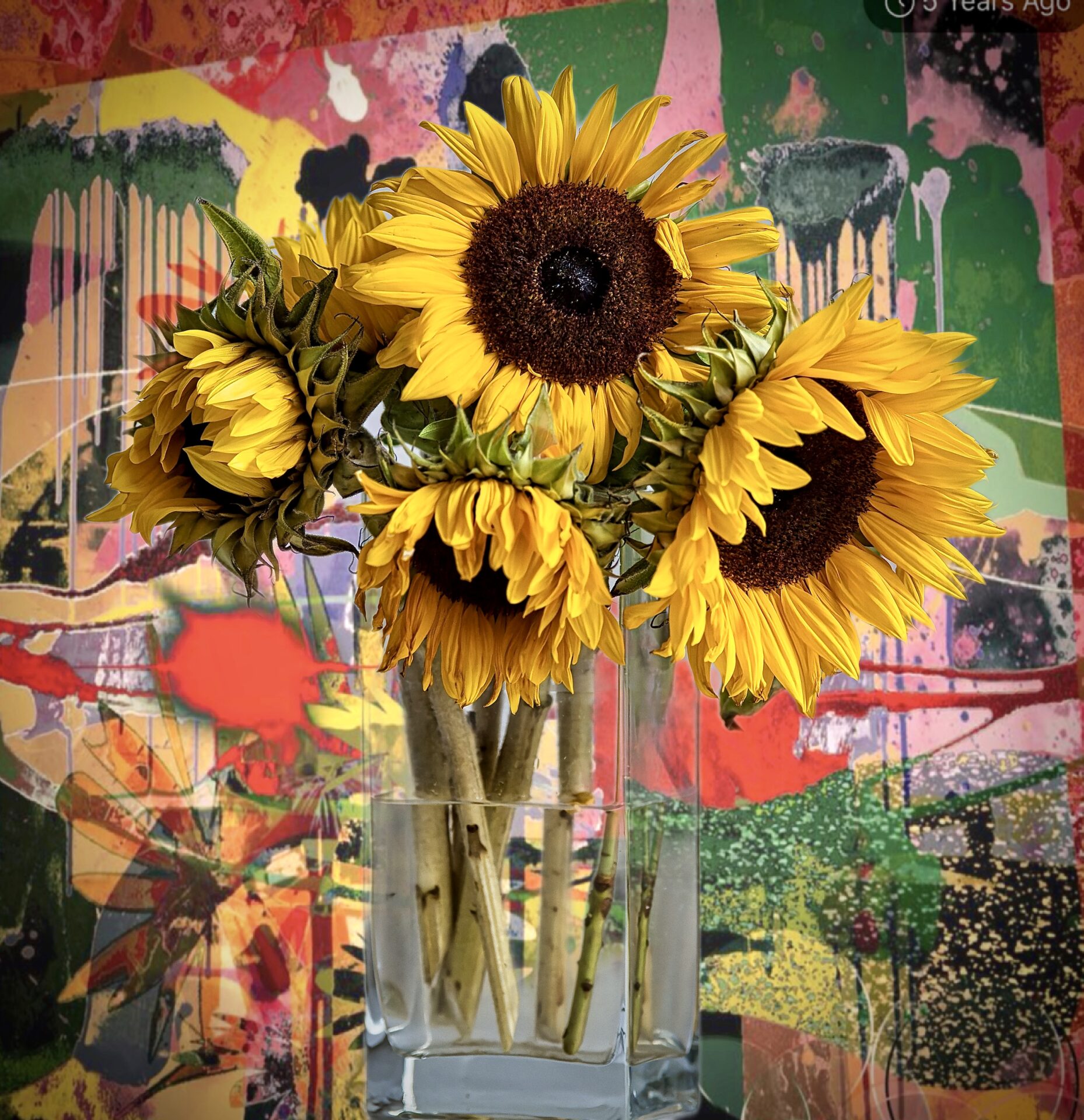 ‘Still life’ sunflowers.
