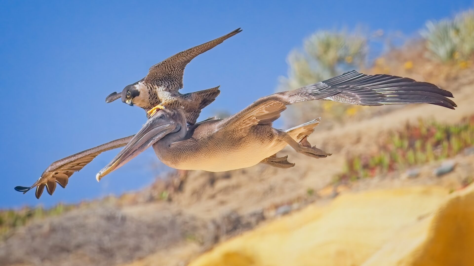 The atypical surfing in mid air