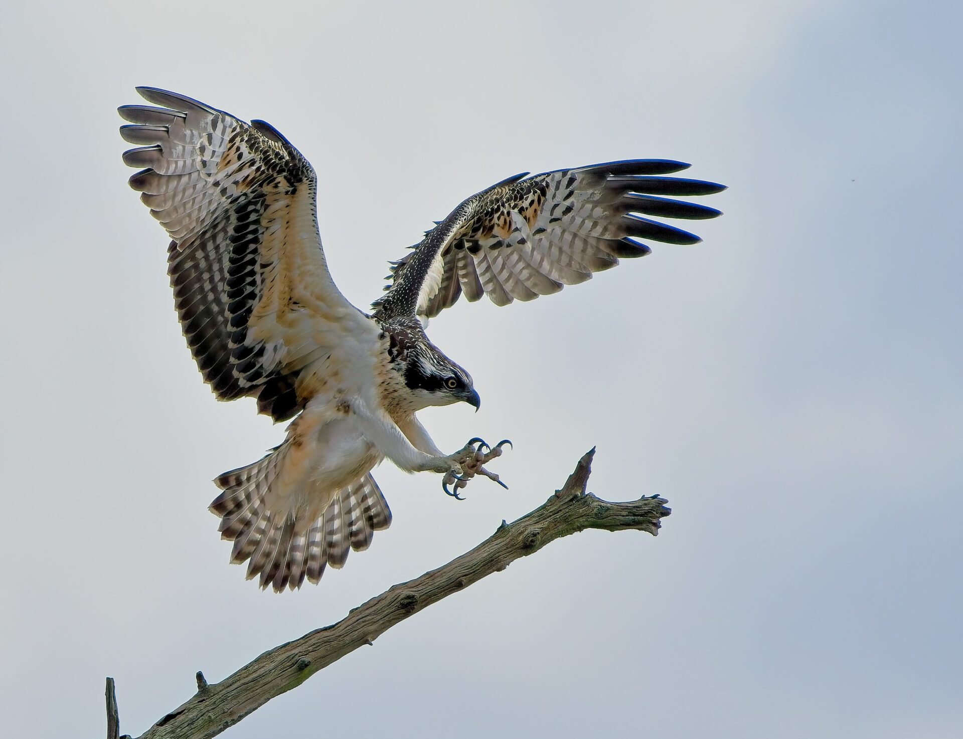 Landing Visarend