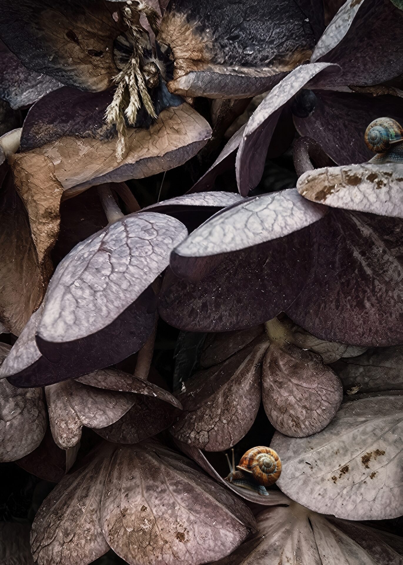 Snails on leaves