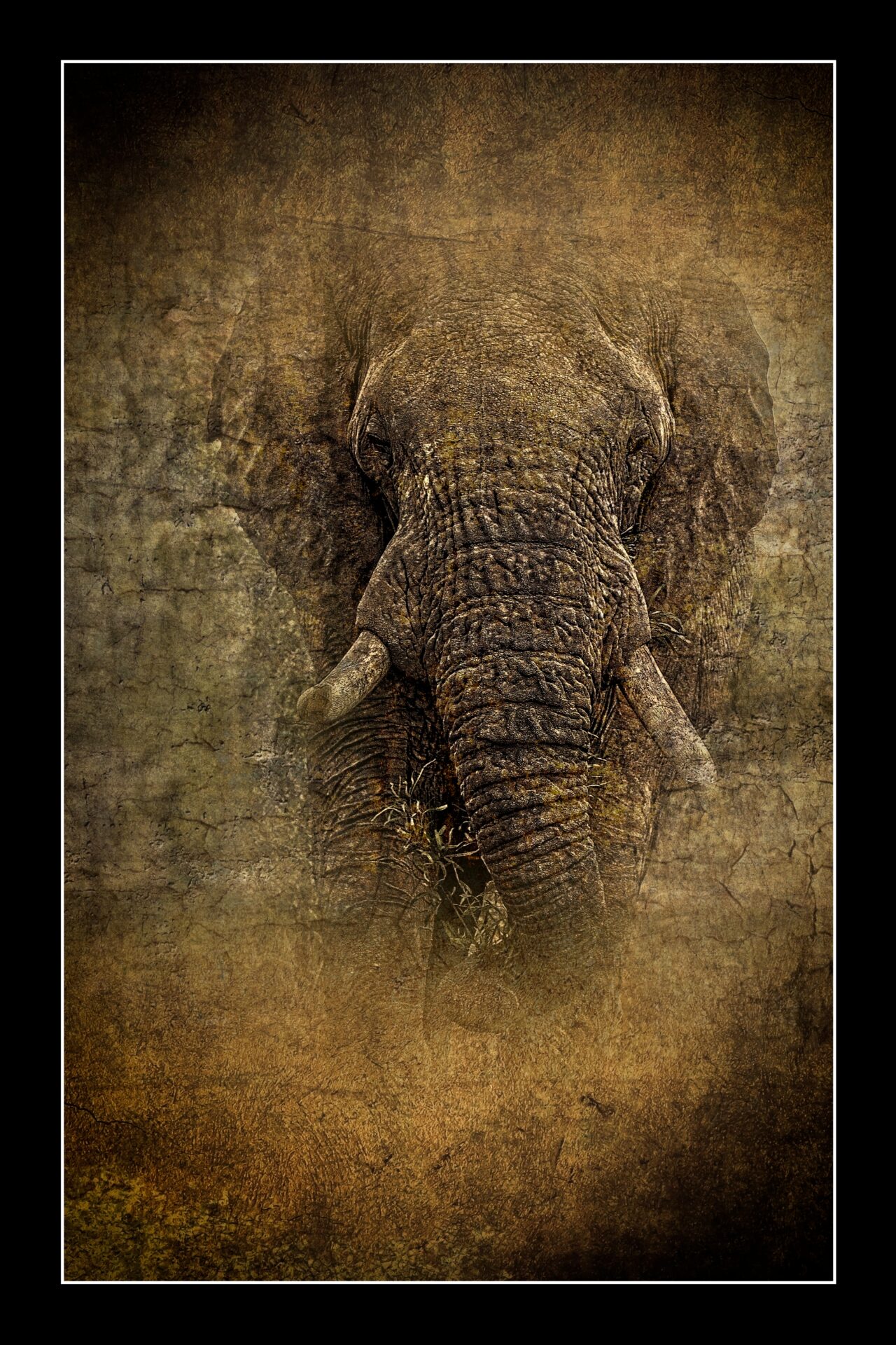 Bull Elephant