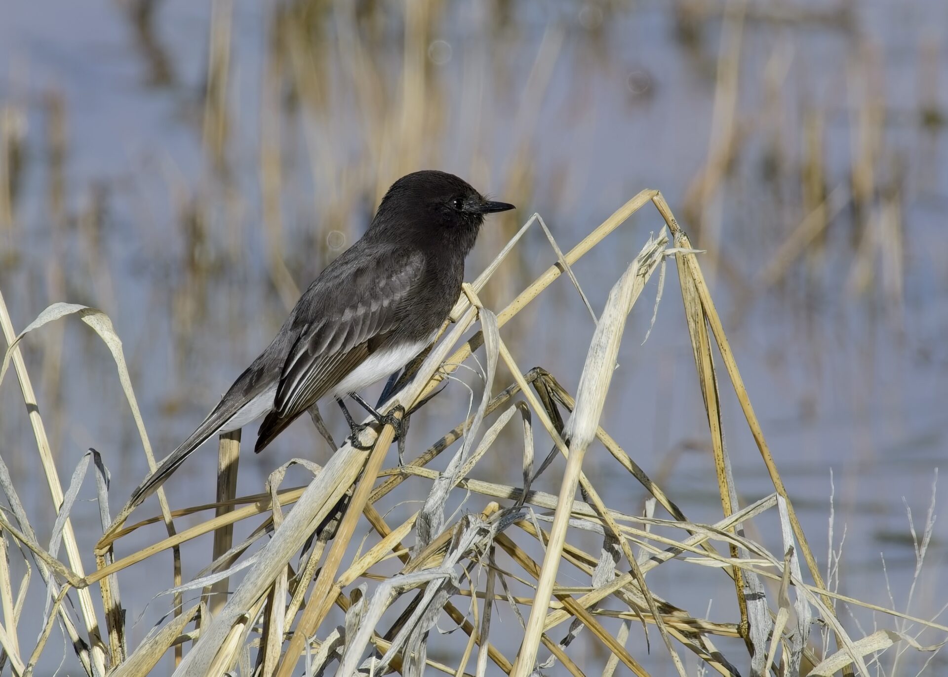 A Black Phoebe in there reeds