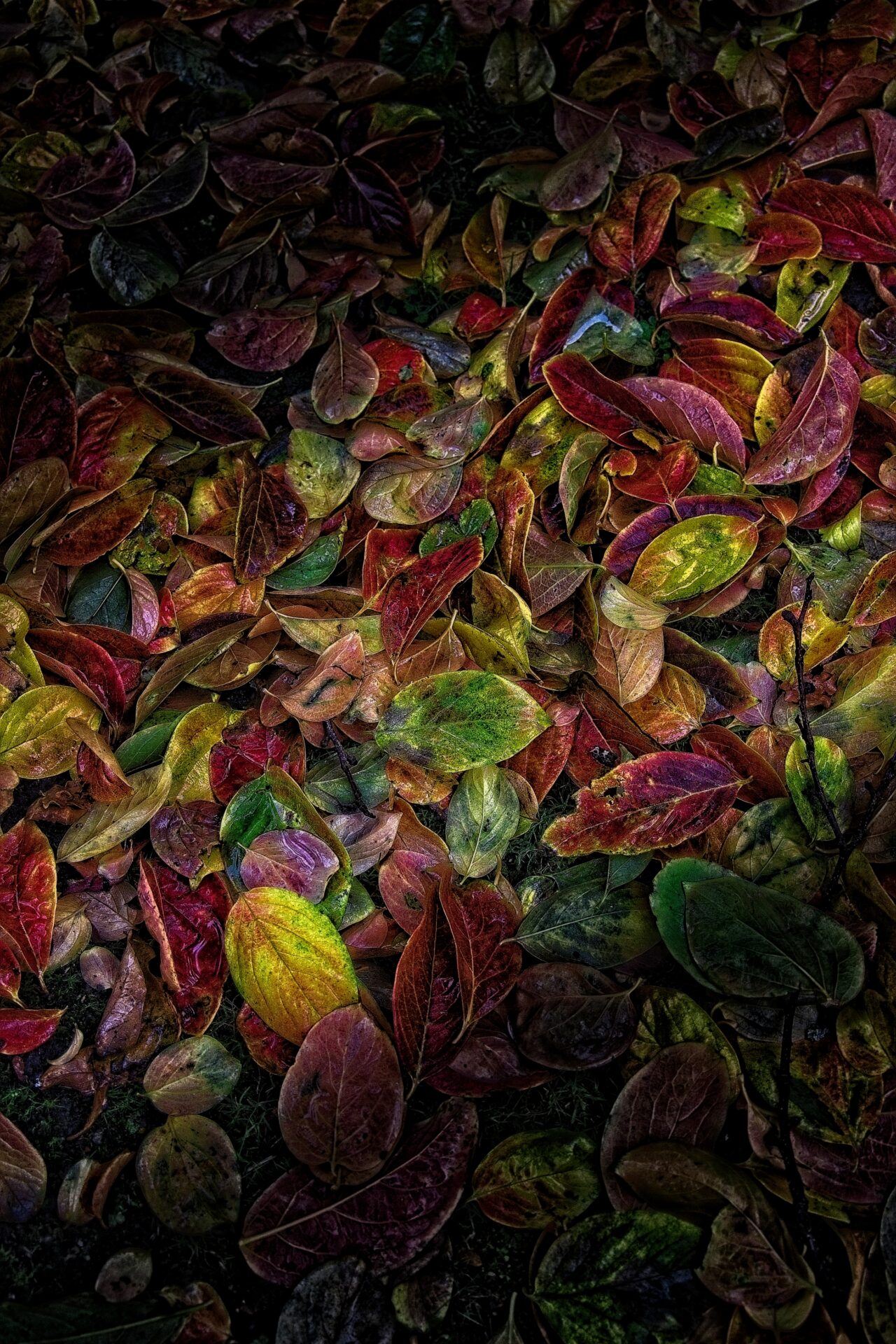 Leaf Litter