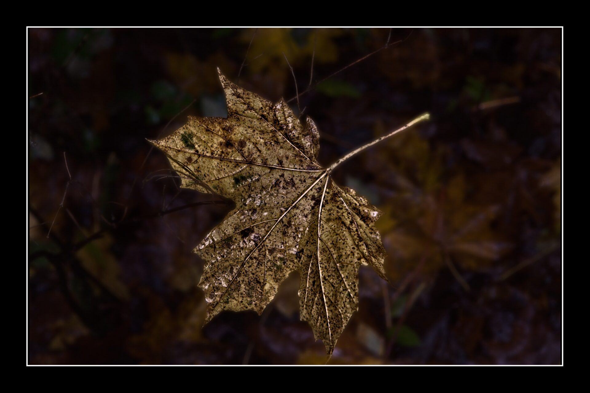 Gold Leaf