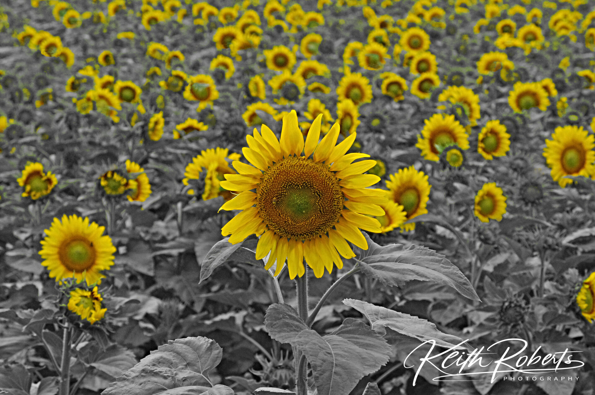Field of gold