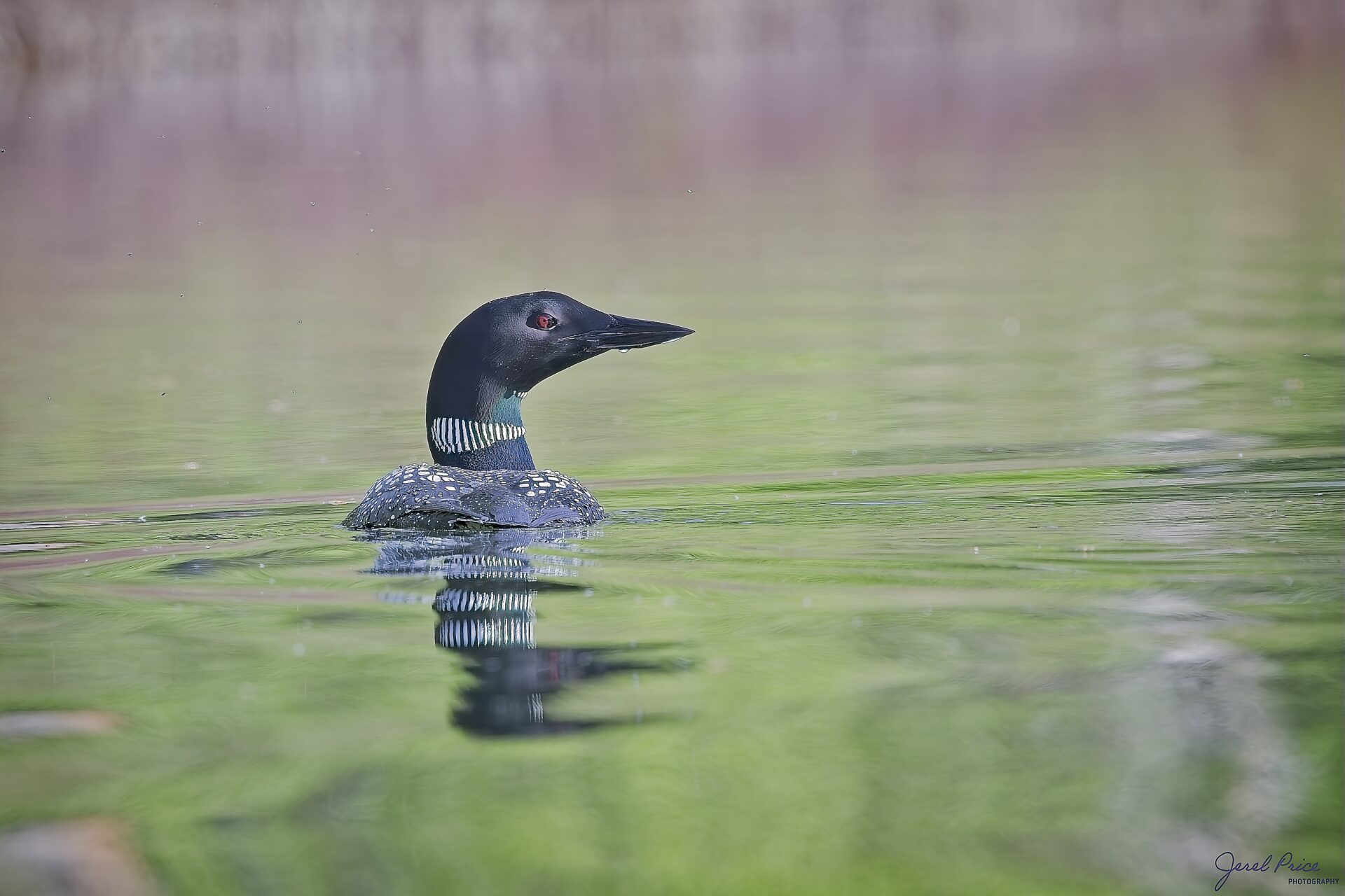 Common Loon