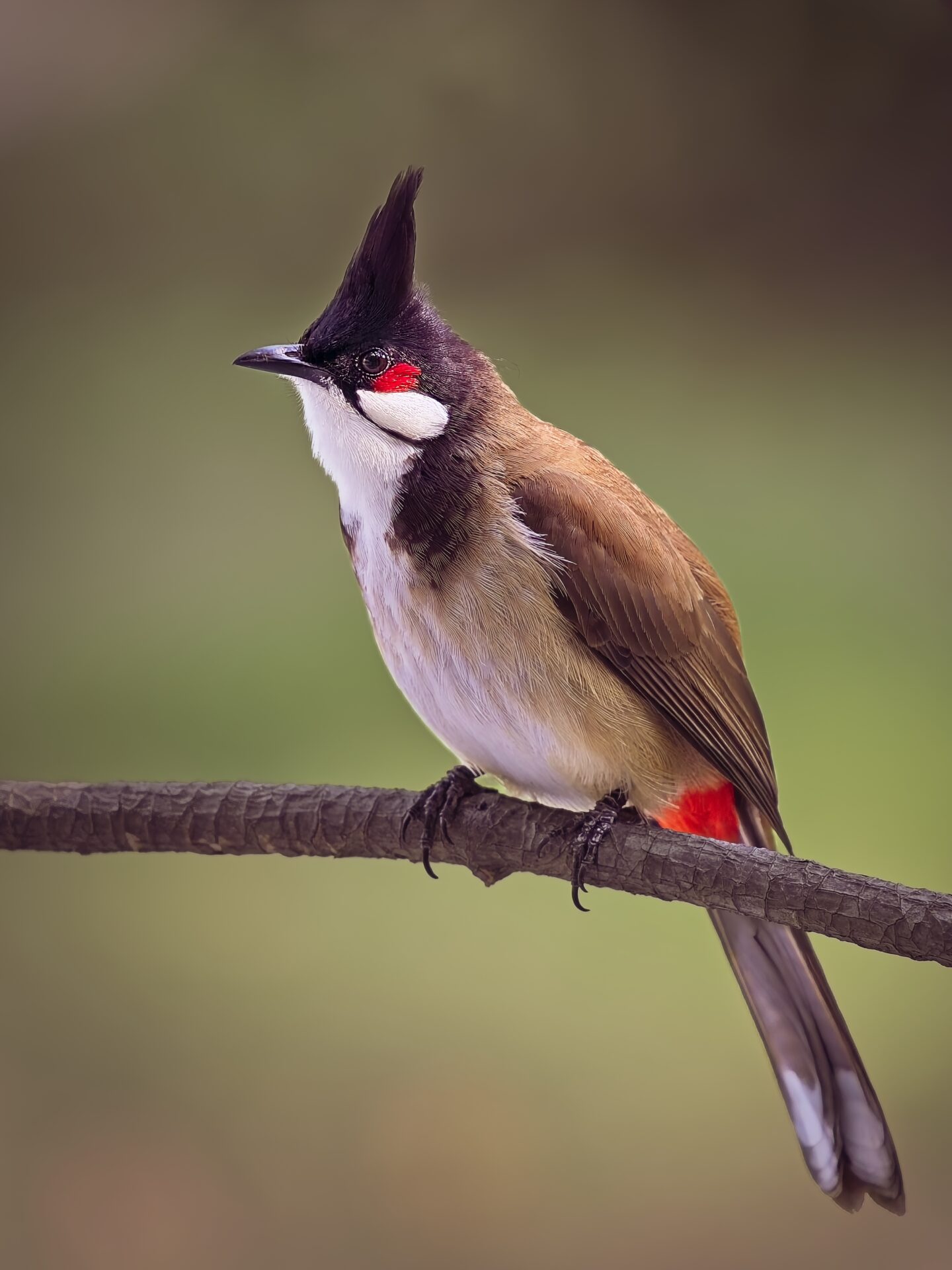 Red-whiskered Bulbul