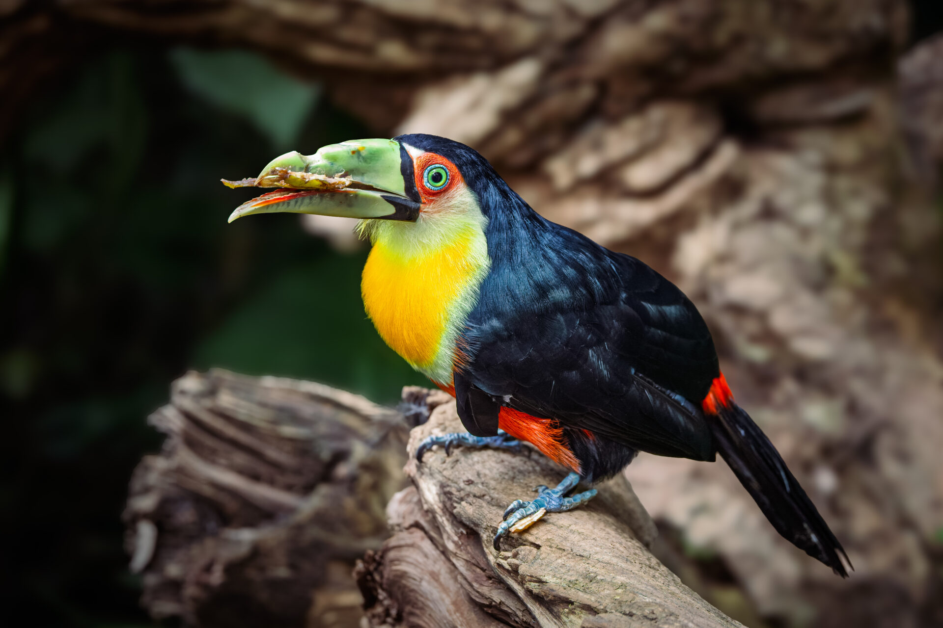 The Jewel of the Rainforest