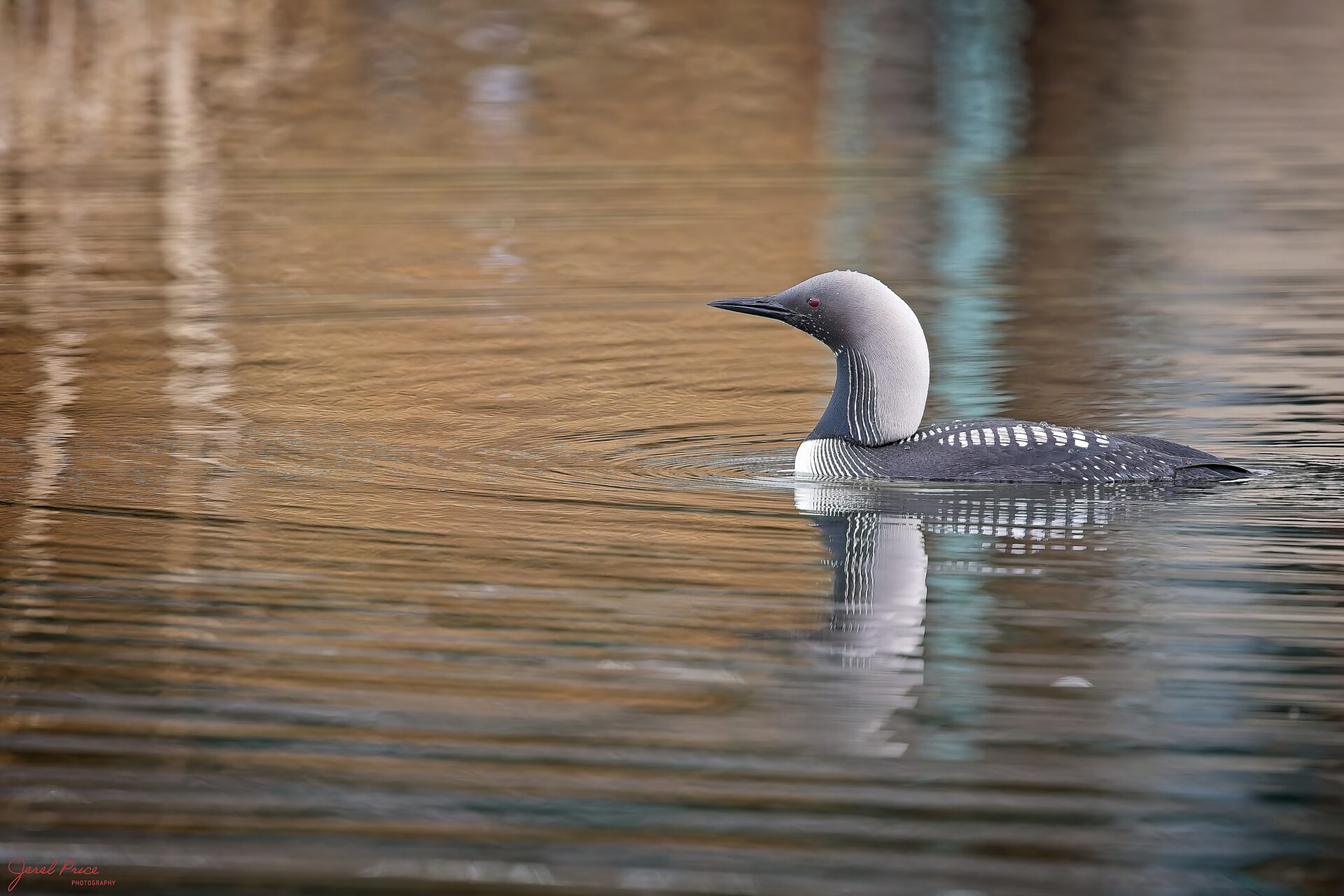 Pacific Loon