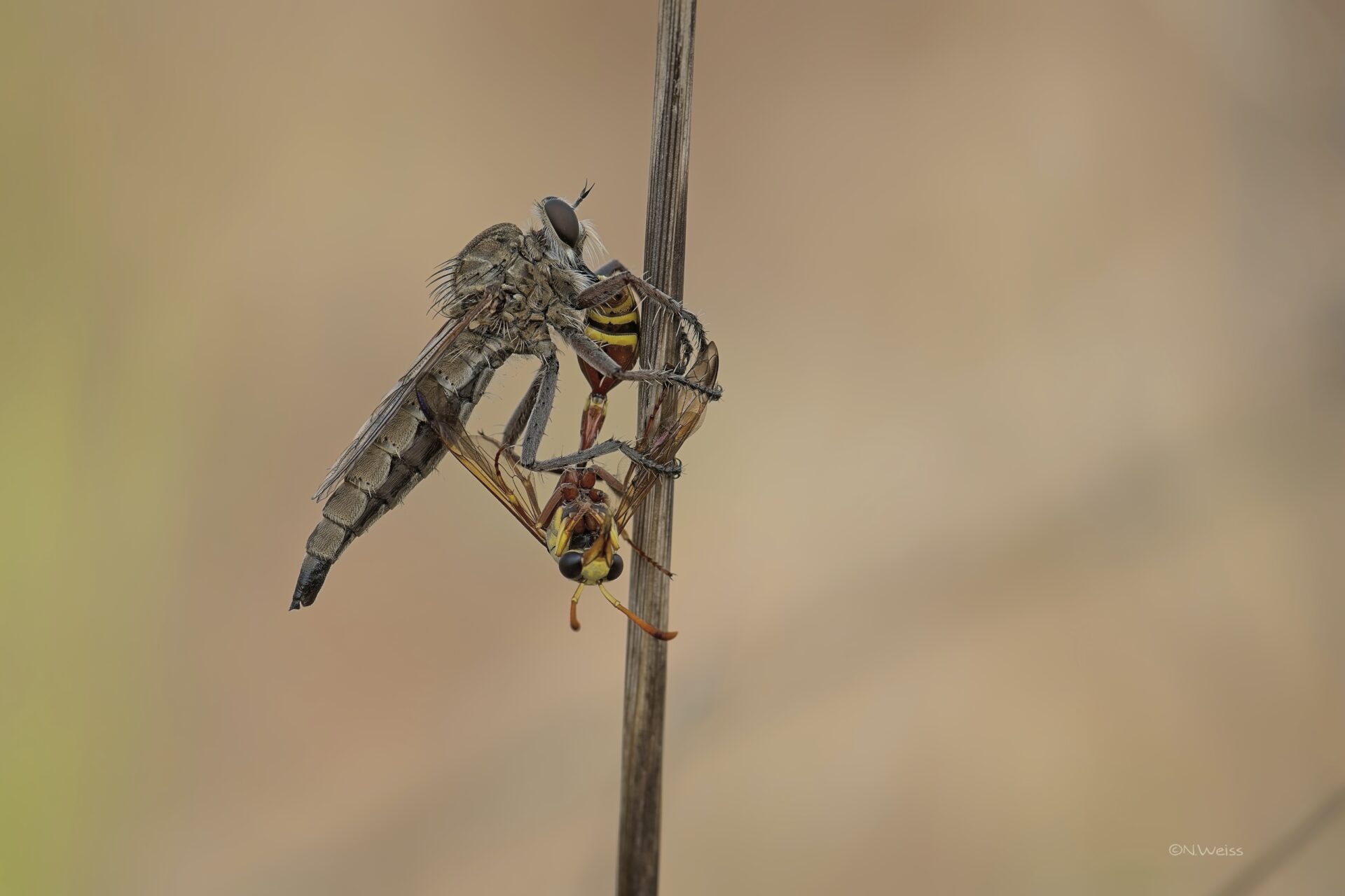 Predatory fly and its prey