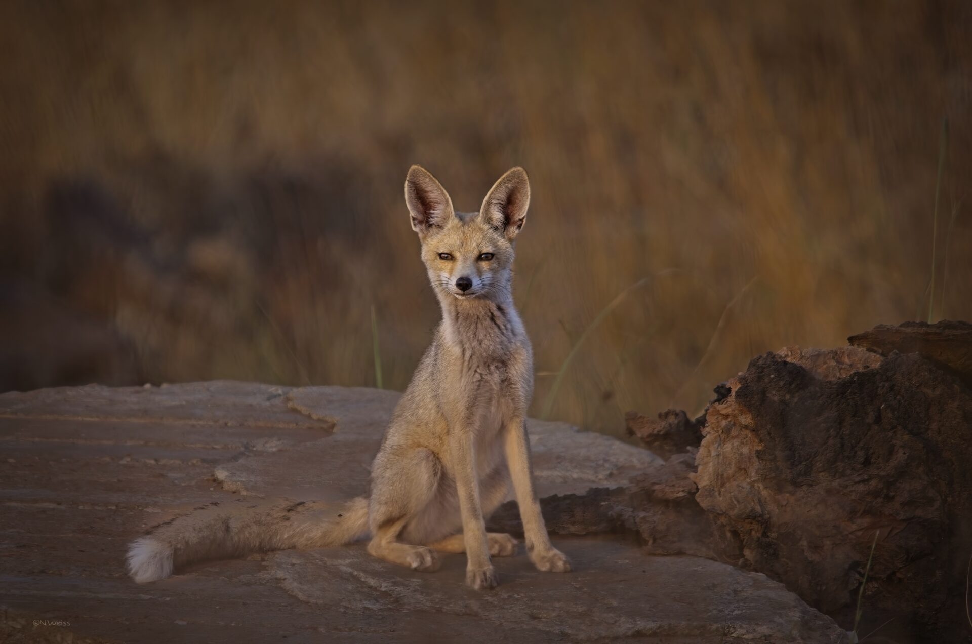 Fox cub
