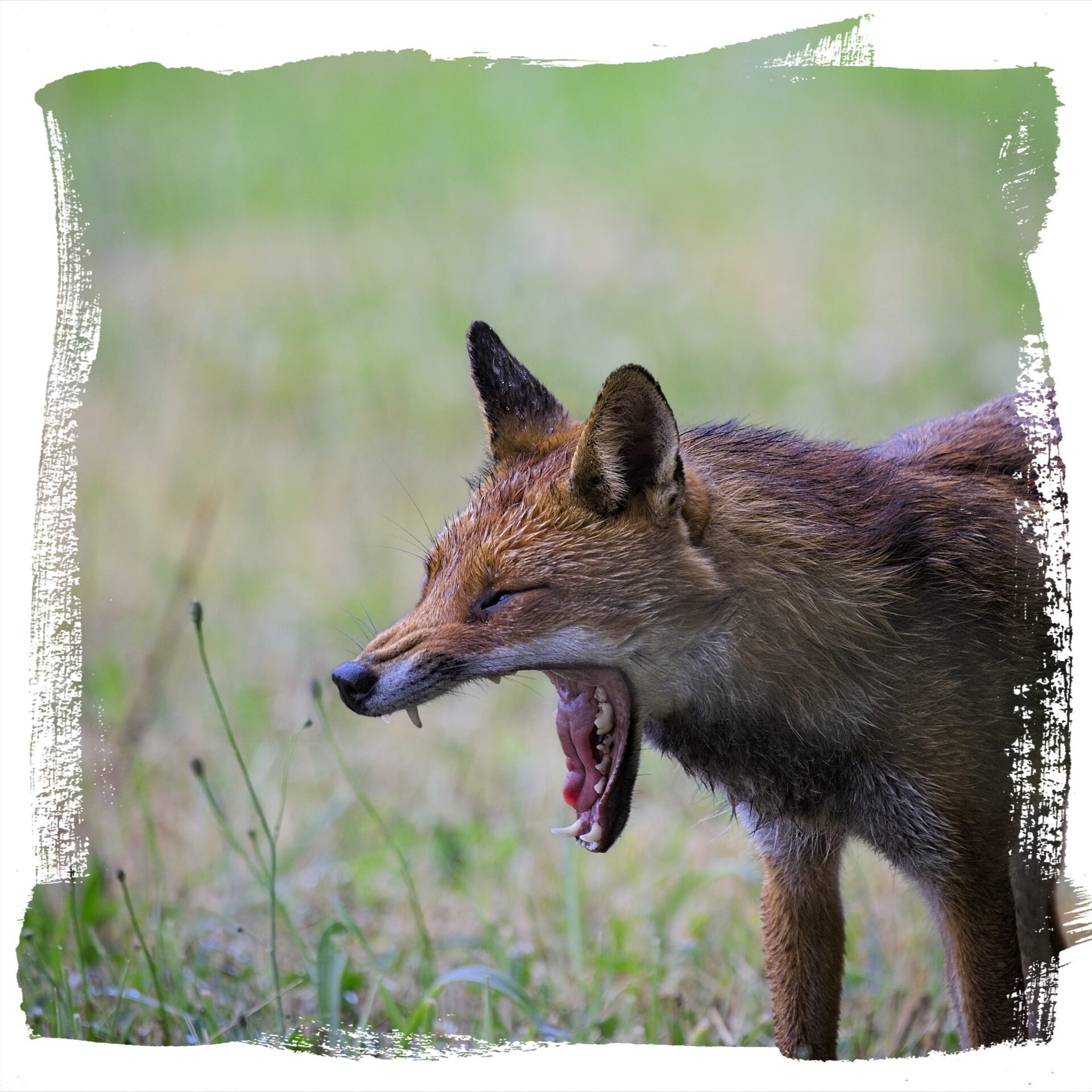 Les crocs du Renard