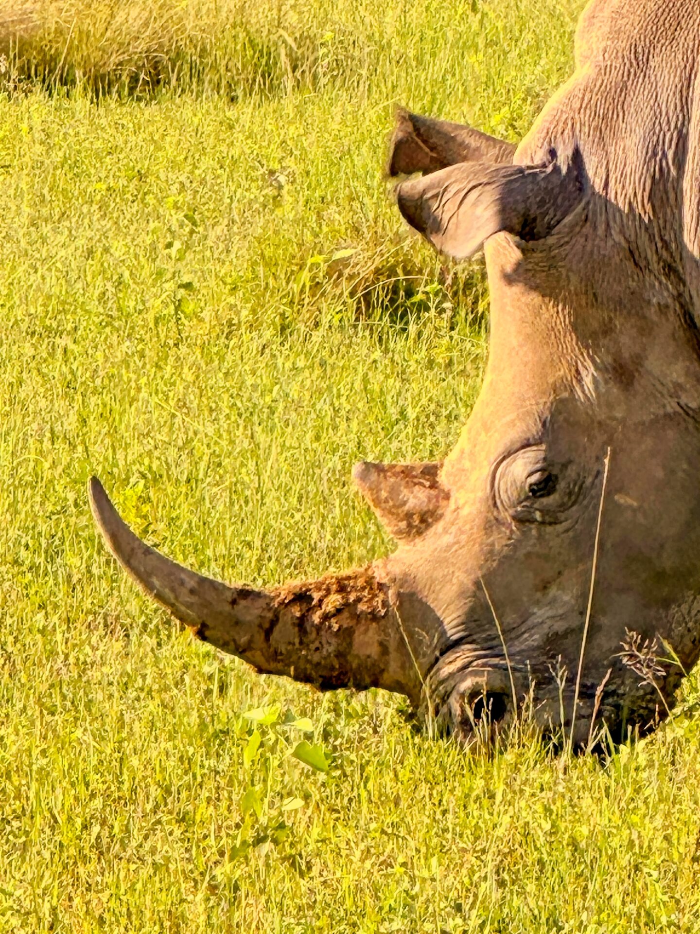 Horn a plnty