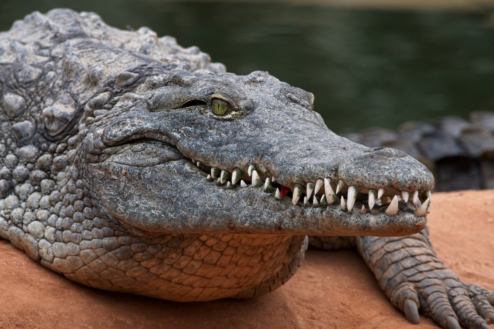 la serre aux crocos