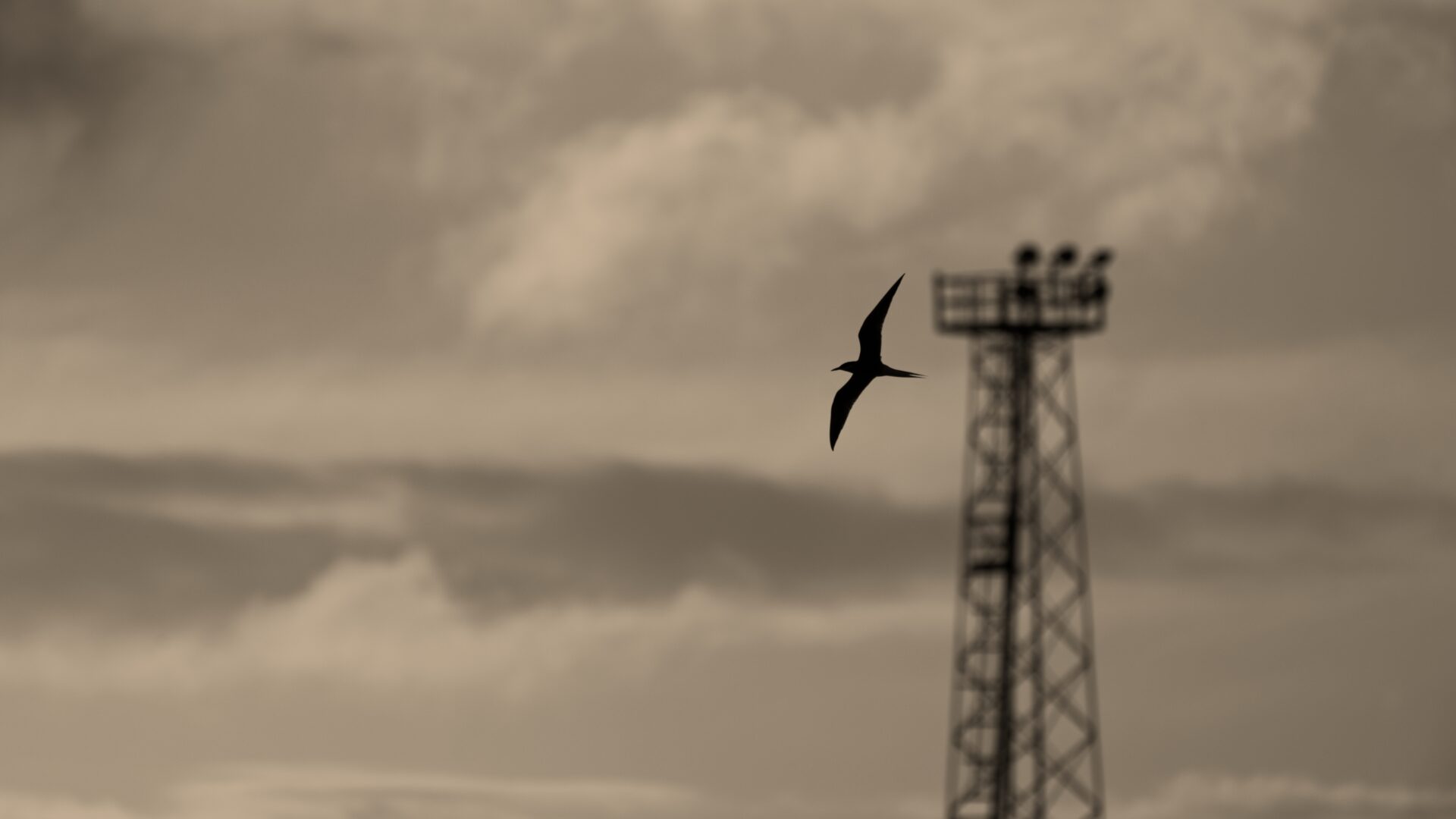 Early Bird