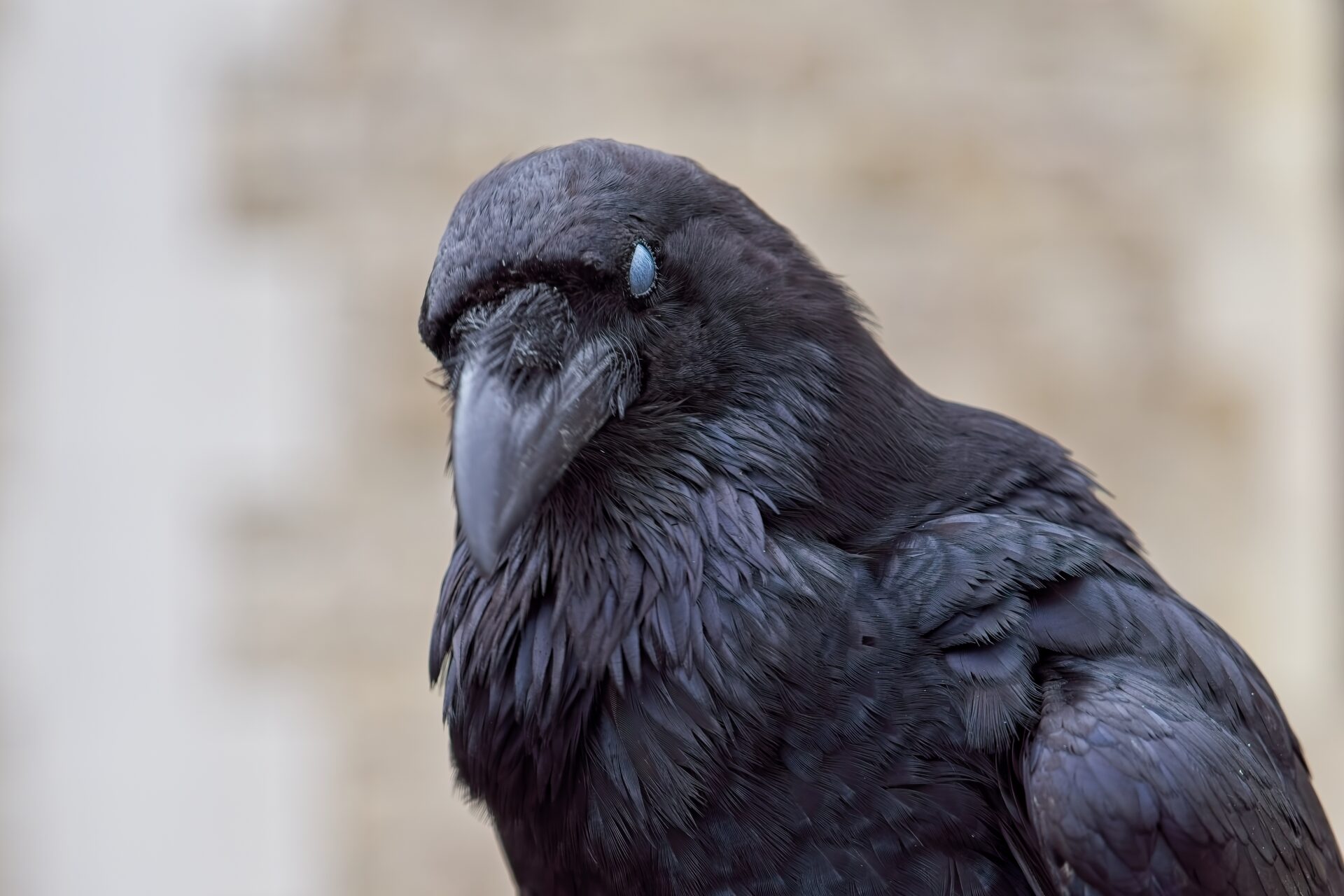 The Watcher