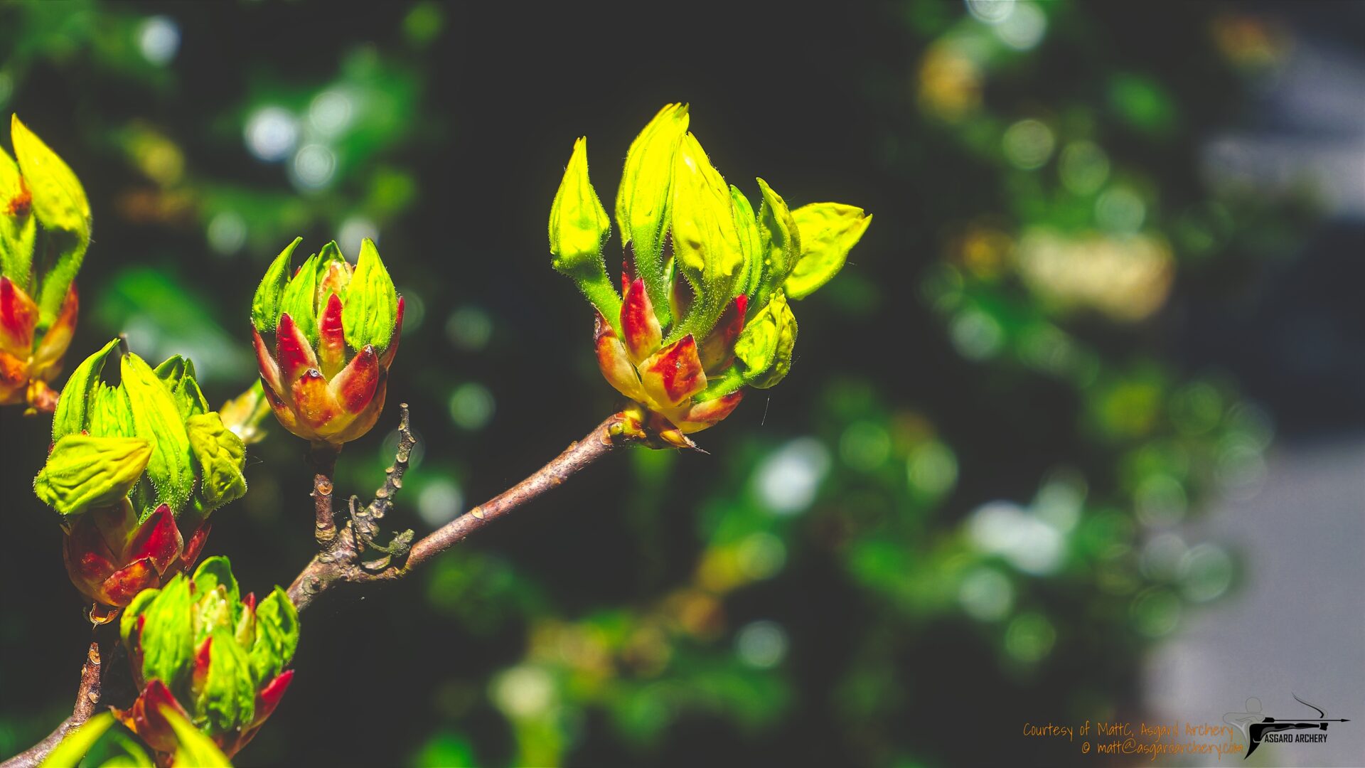 Spring Budding