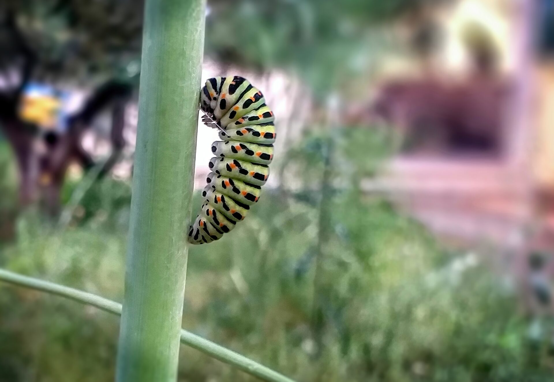 Schmetterlingsraupe