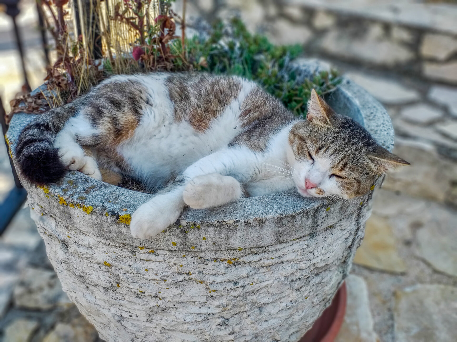 In einem Blumentopf schlafende Katze